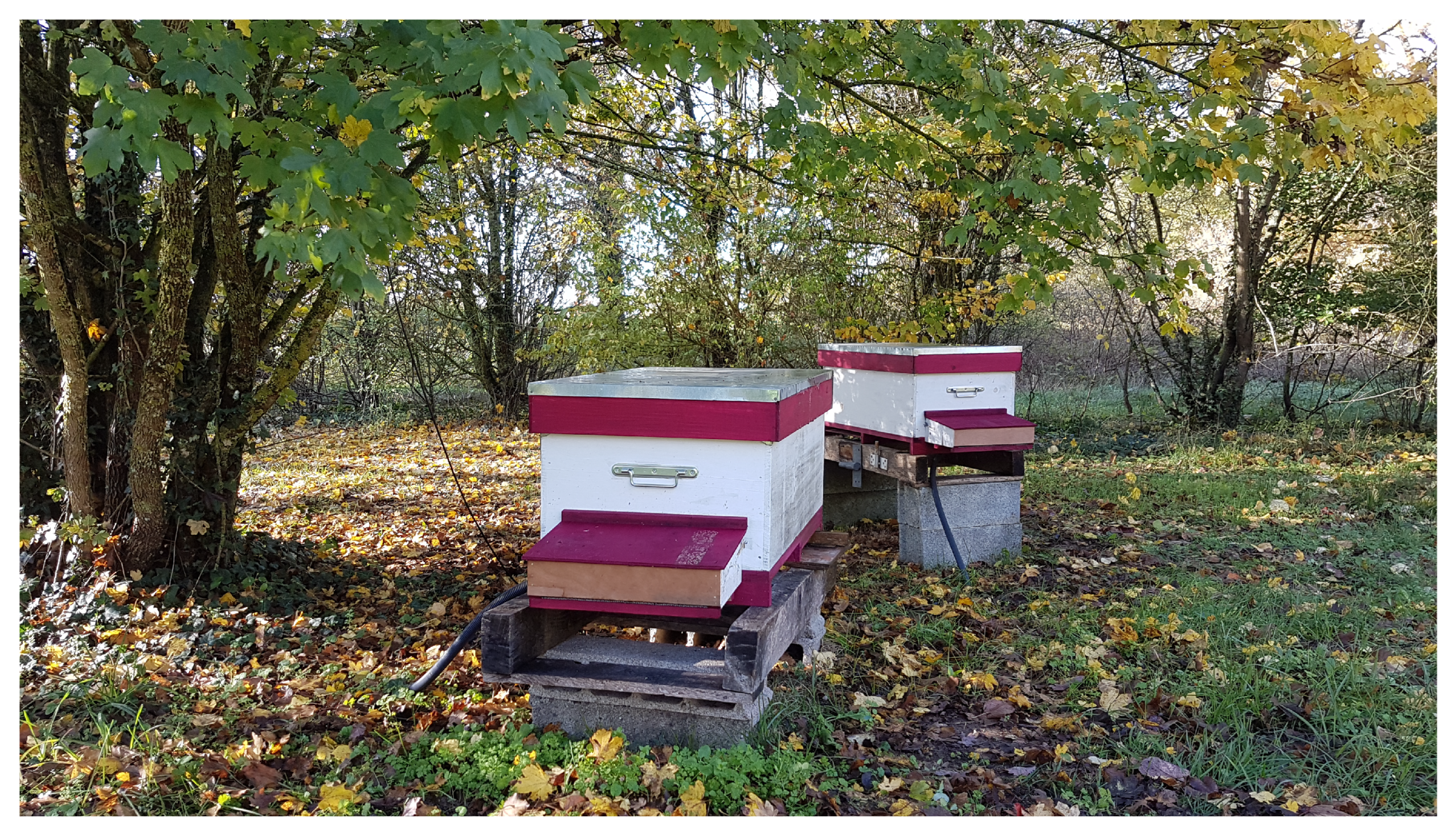 Animals 13 01182 g011 Animals 13 01182 g011