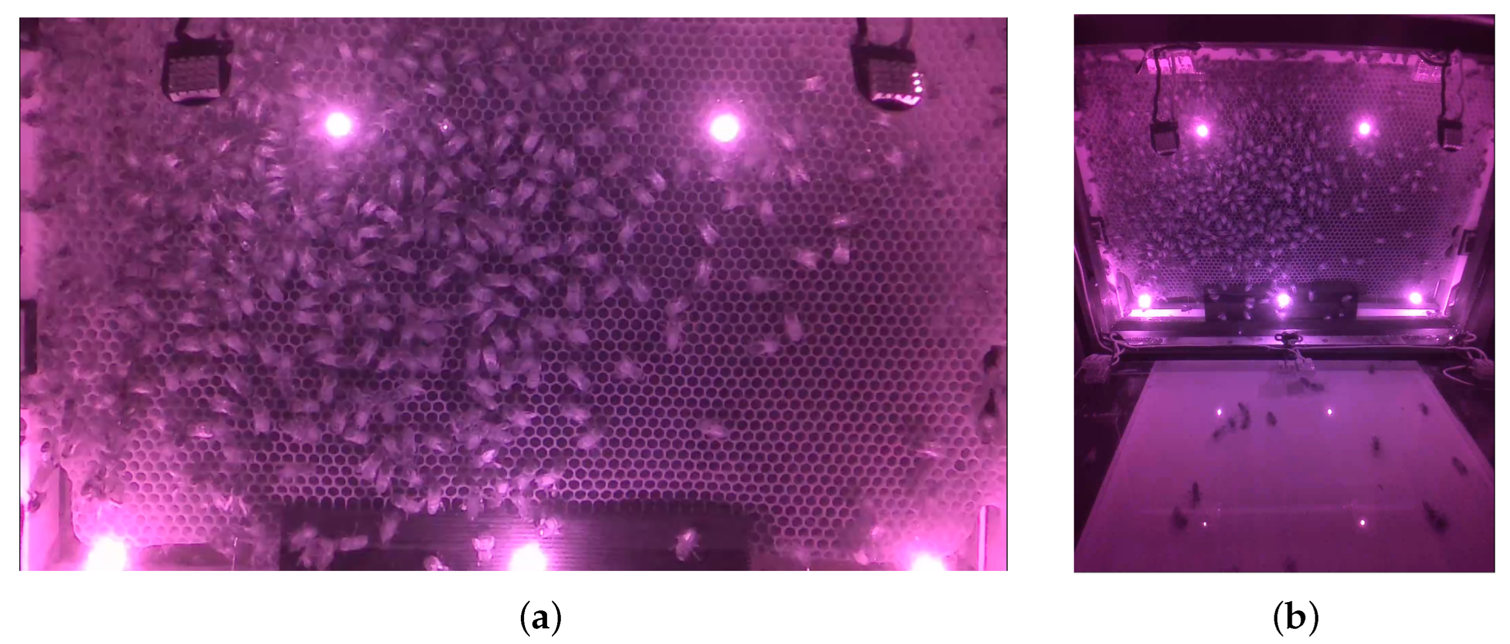 Animals 13 01182 g012 Animals 13 01182 g012