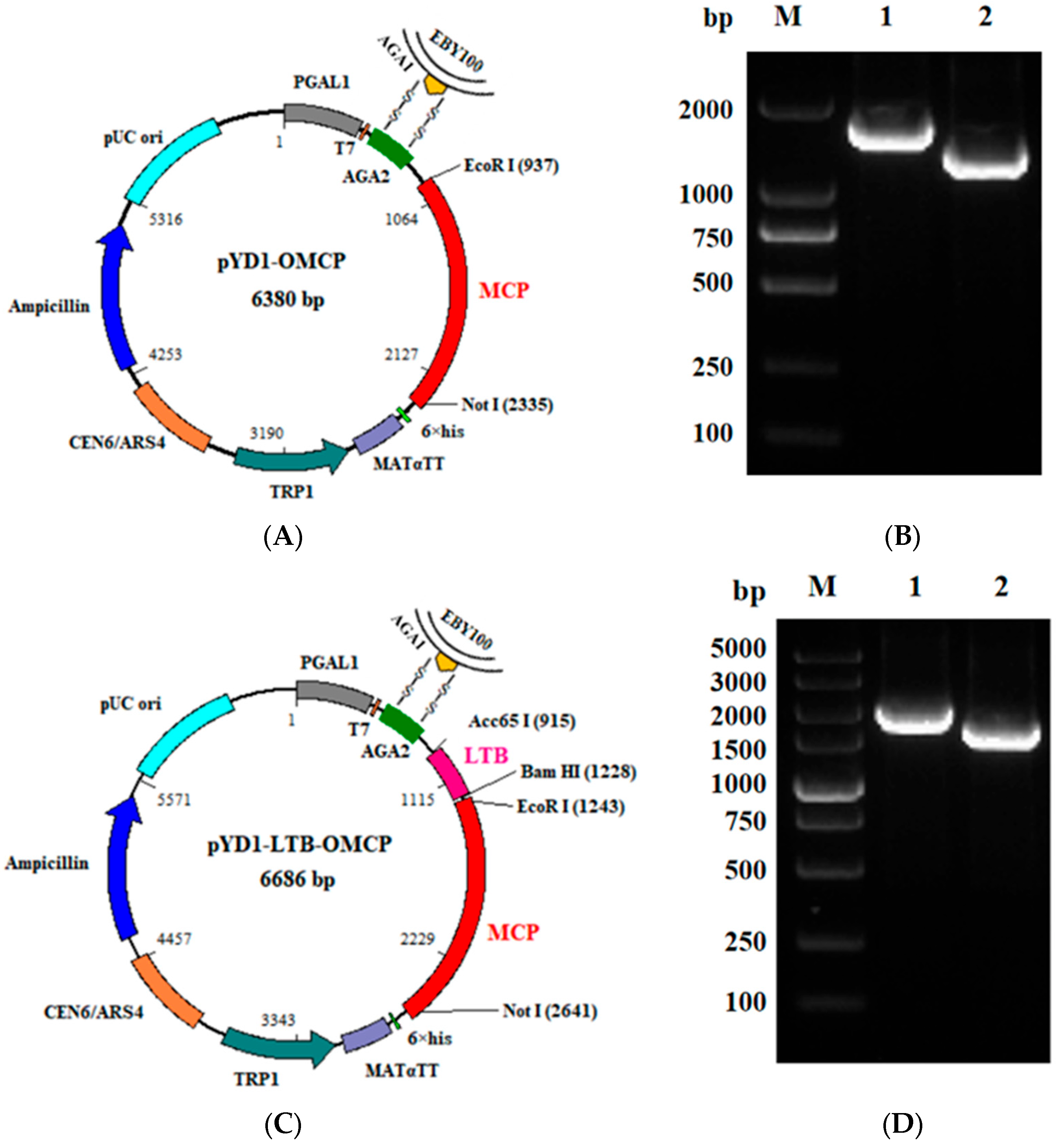Animals 13 01183 g002a