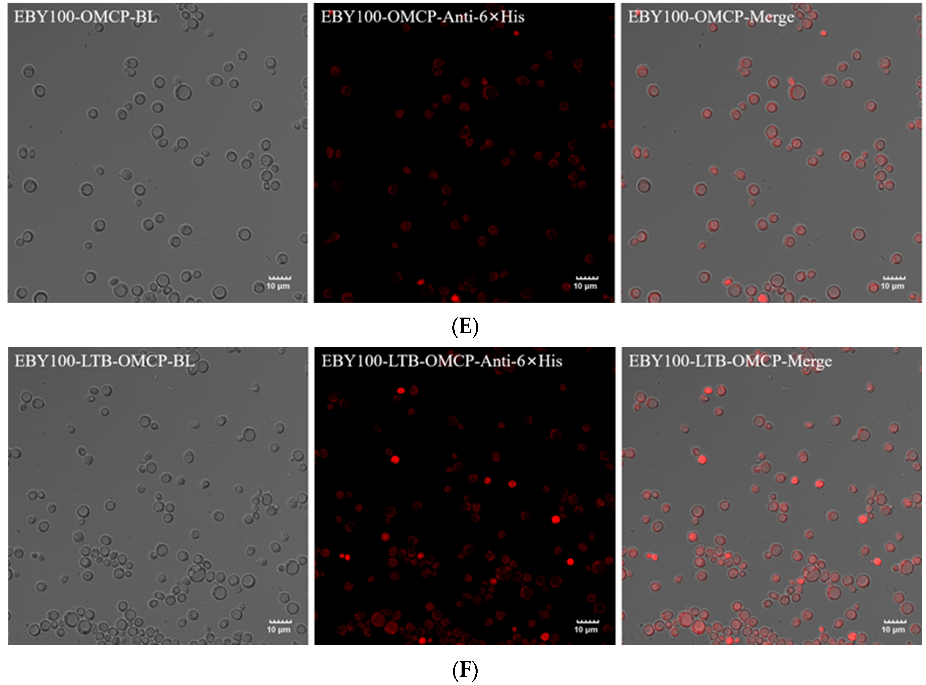 Animals 13 01183 g002b