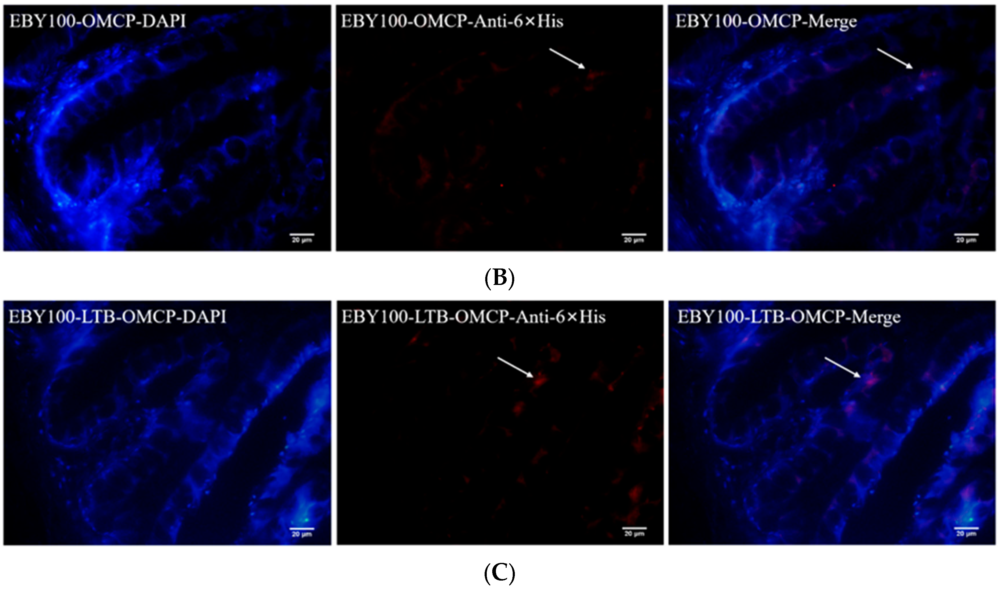 Animals 13 01183 g003b