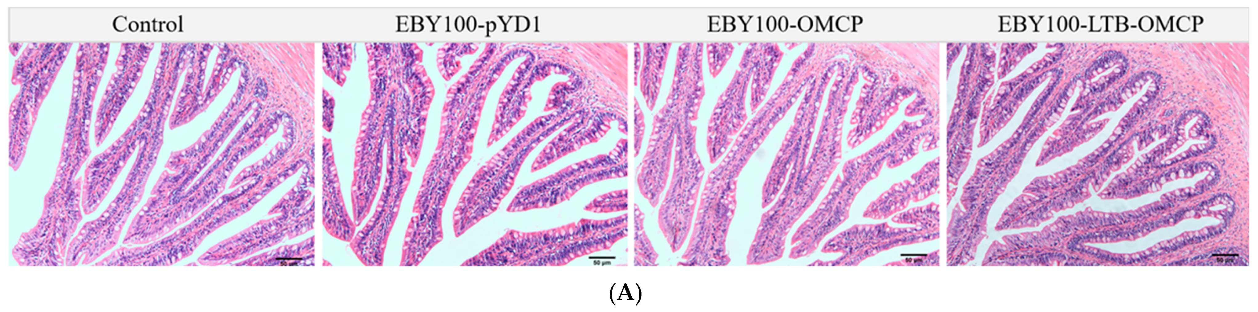 Animals 13 01183 g004a