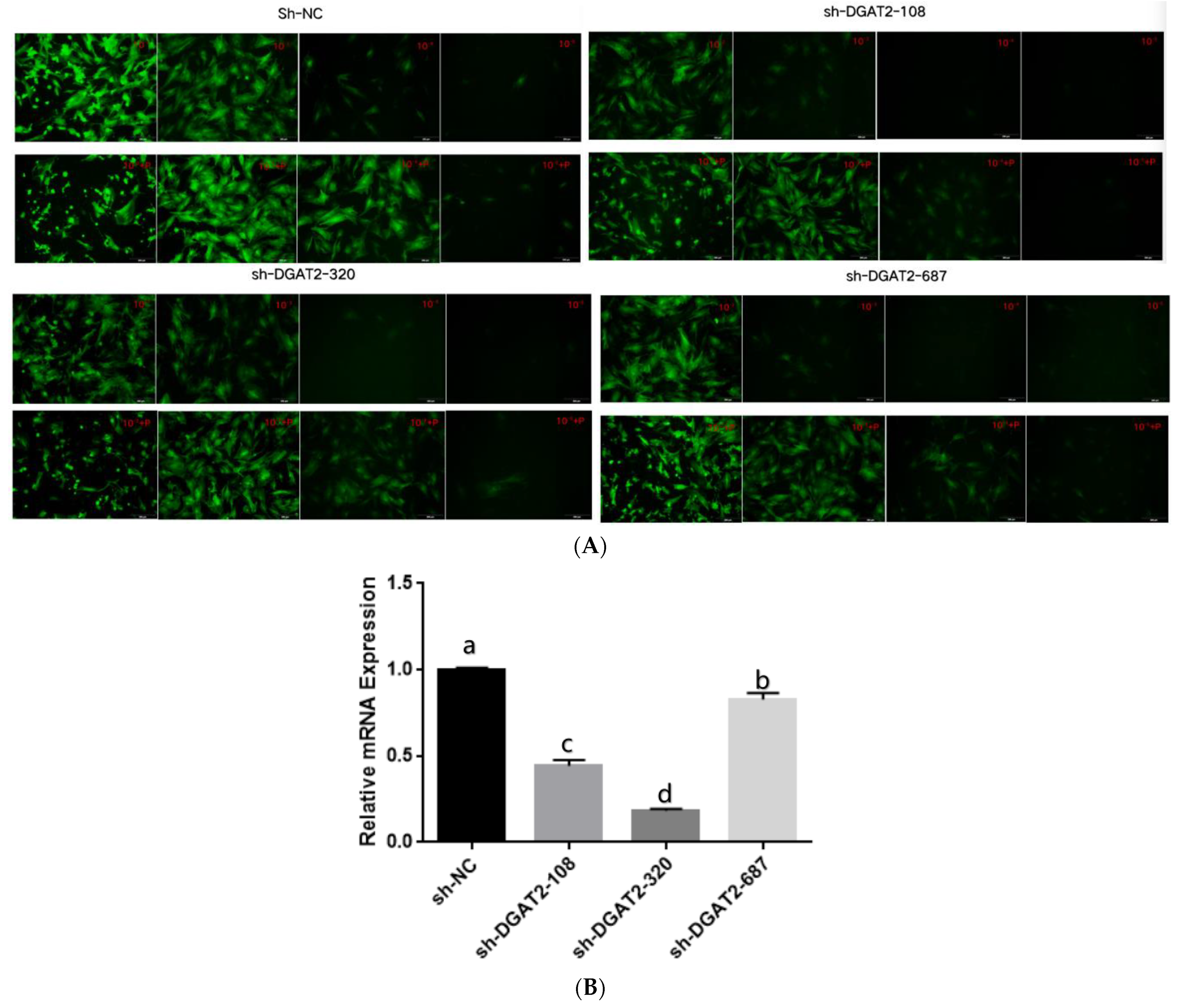 Animals 13 01195 g002