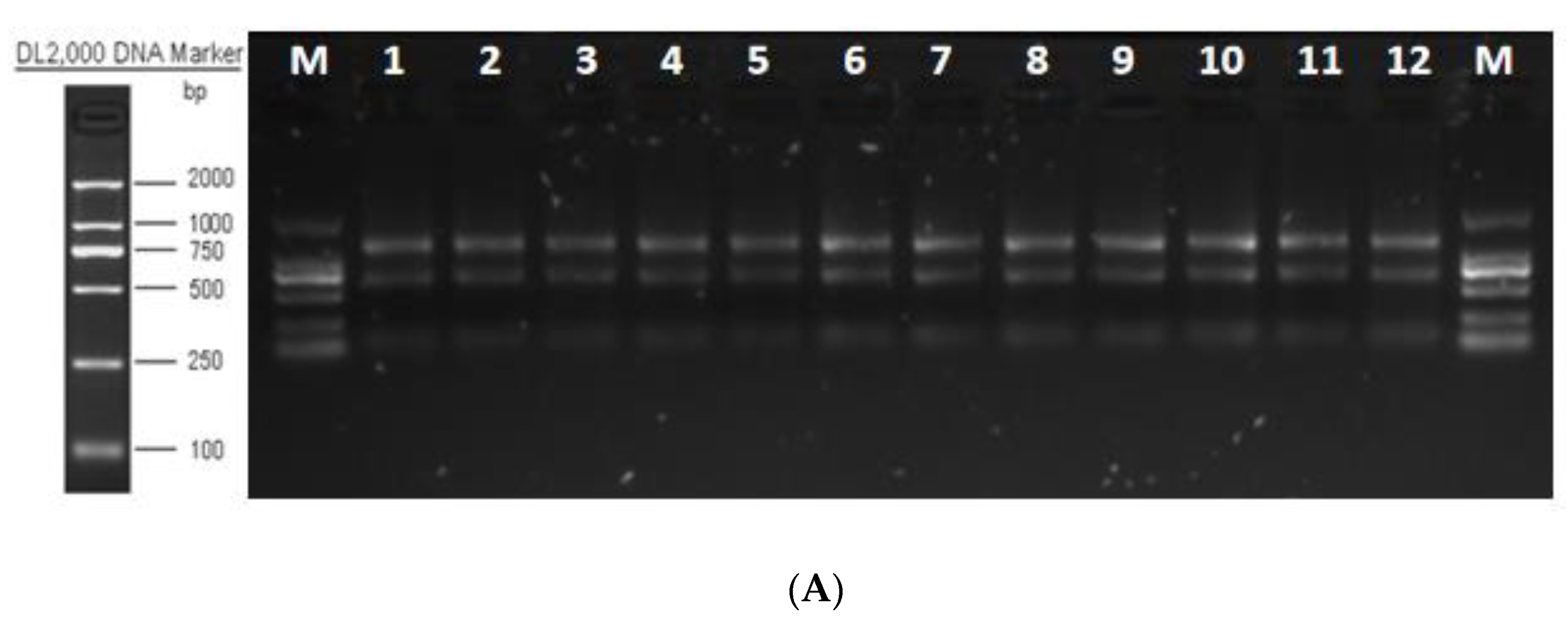 Animals 13 01195 g006a