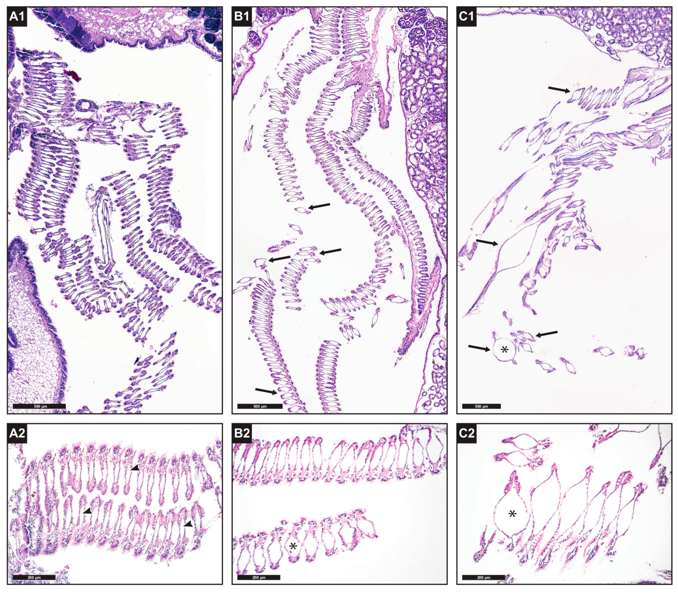 Animals 13 01208 g007