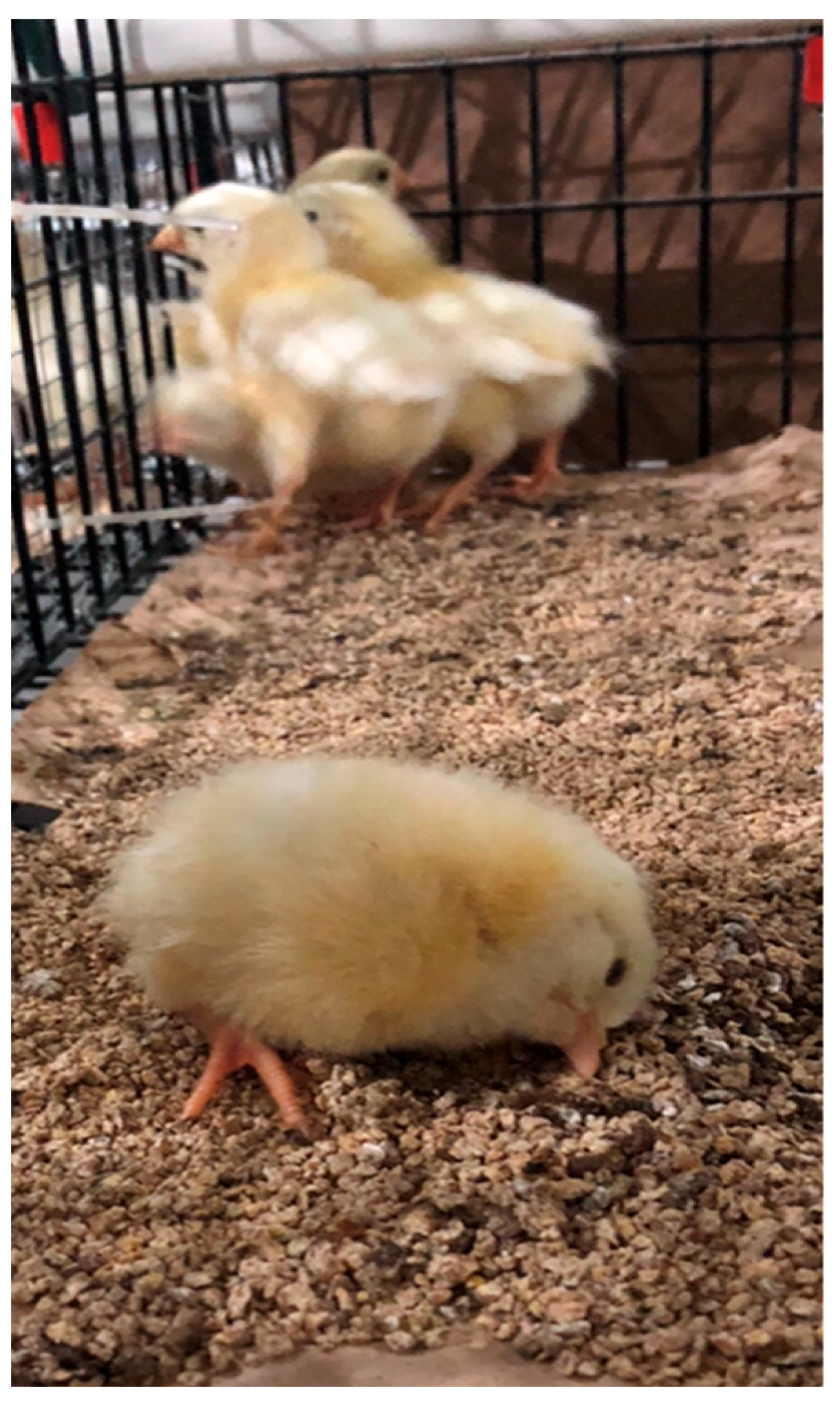 Animals 13 01228 g001