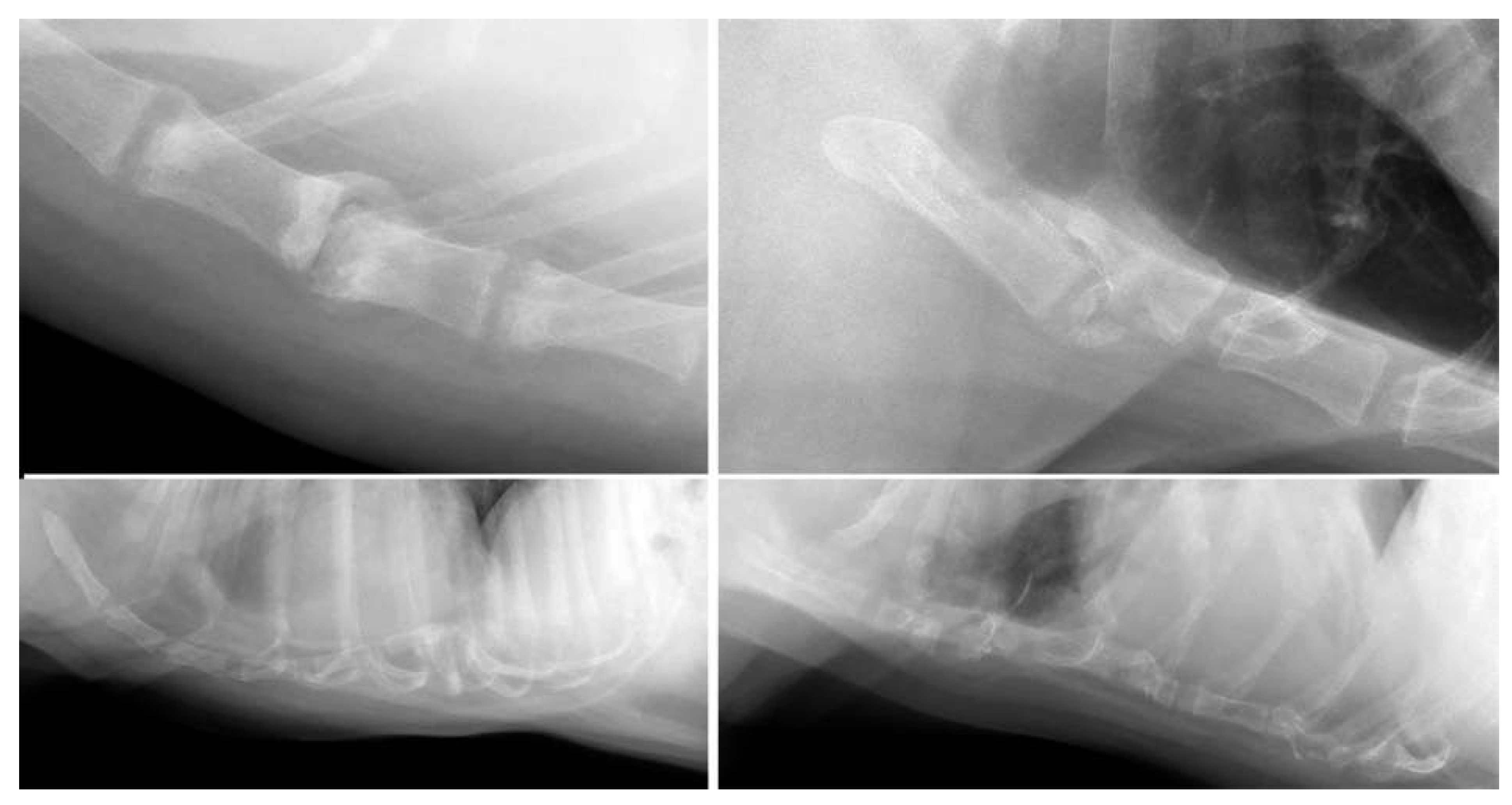 Animals 13 01233 g002