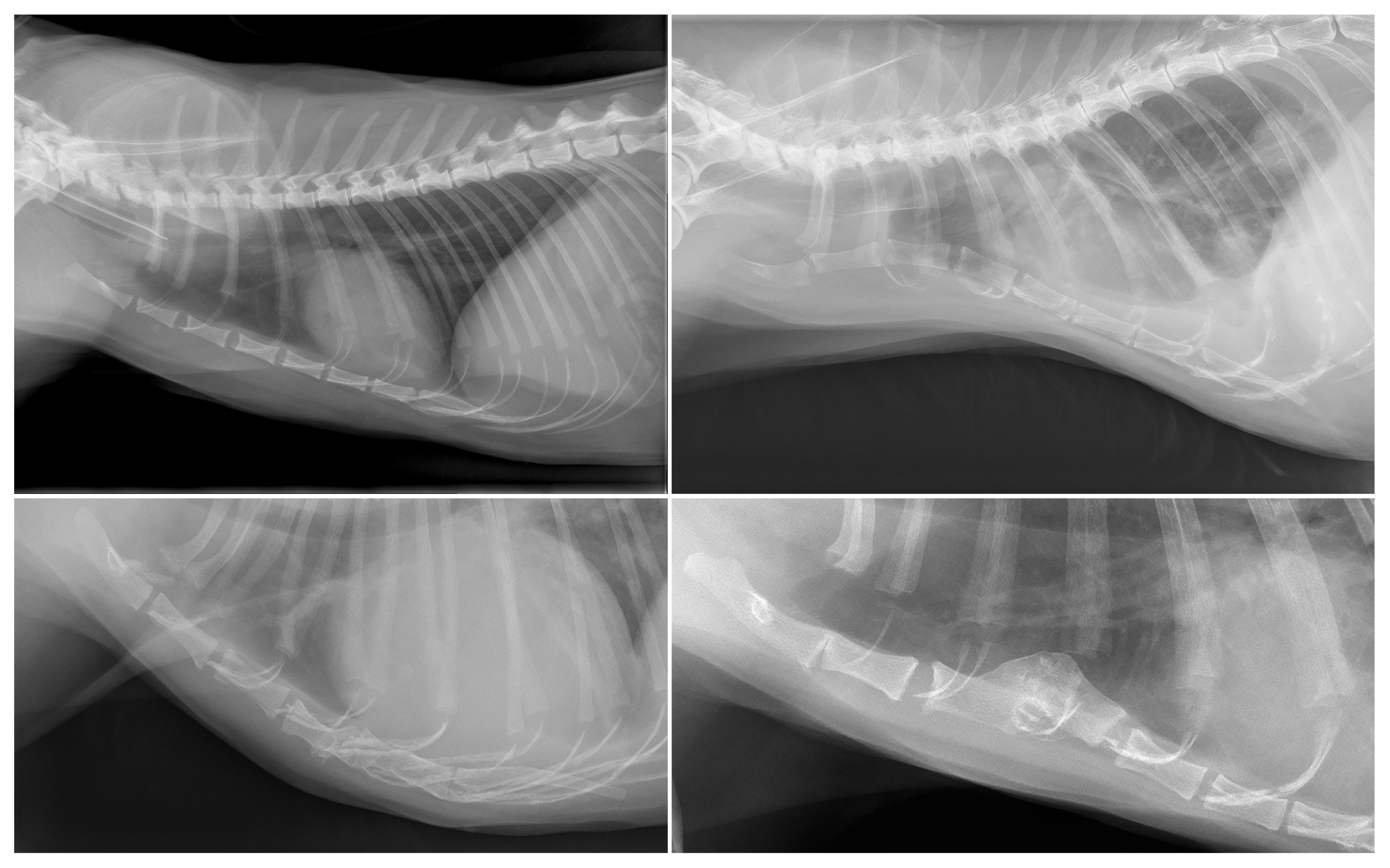 Animals 13 01233 g003