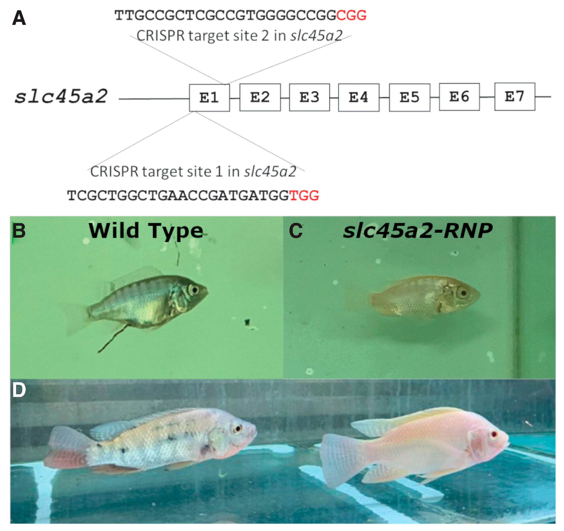 Animals 13 01250 g010