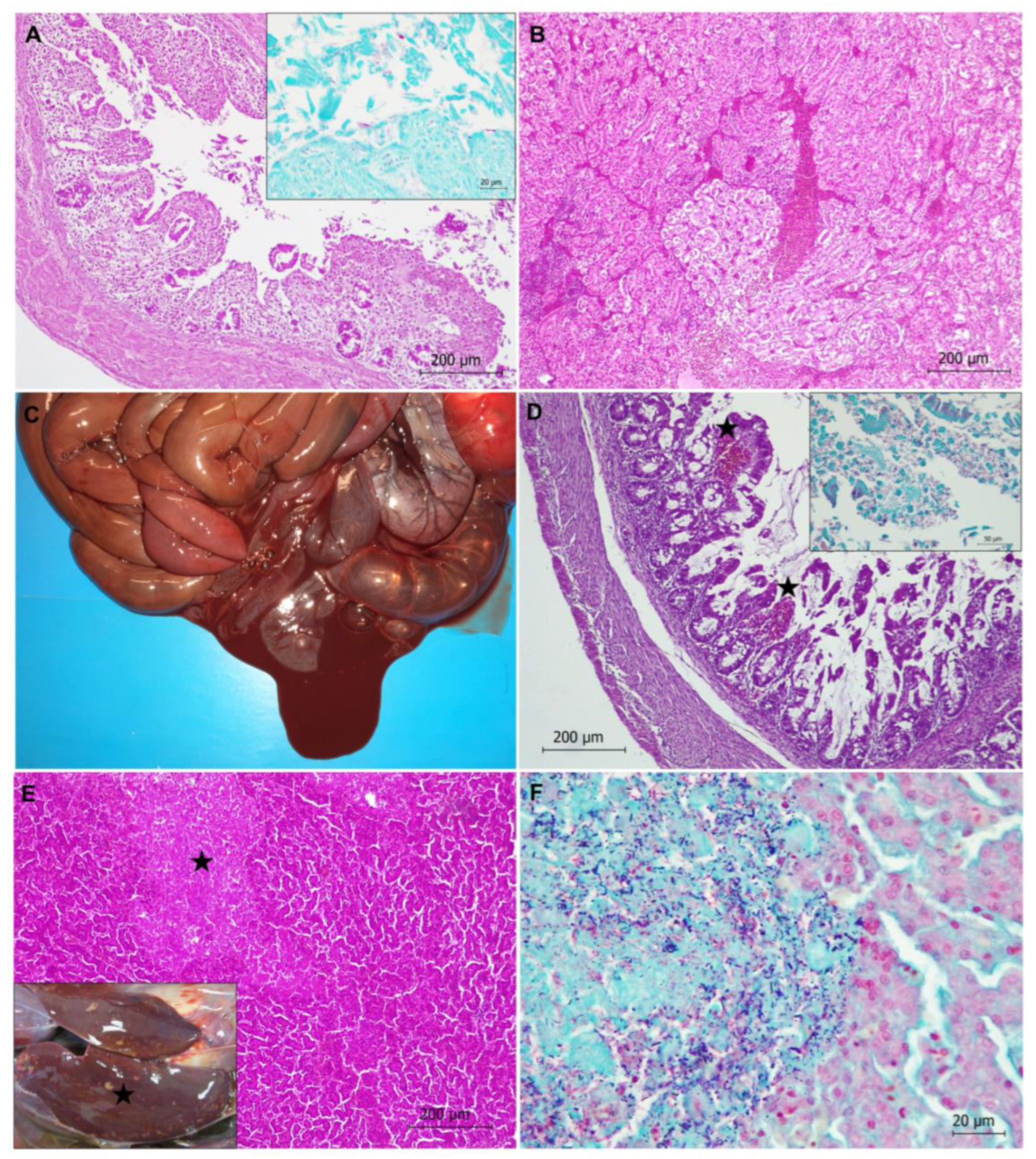 Animals 13 01255 g002