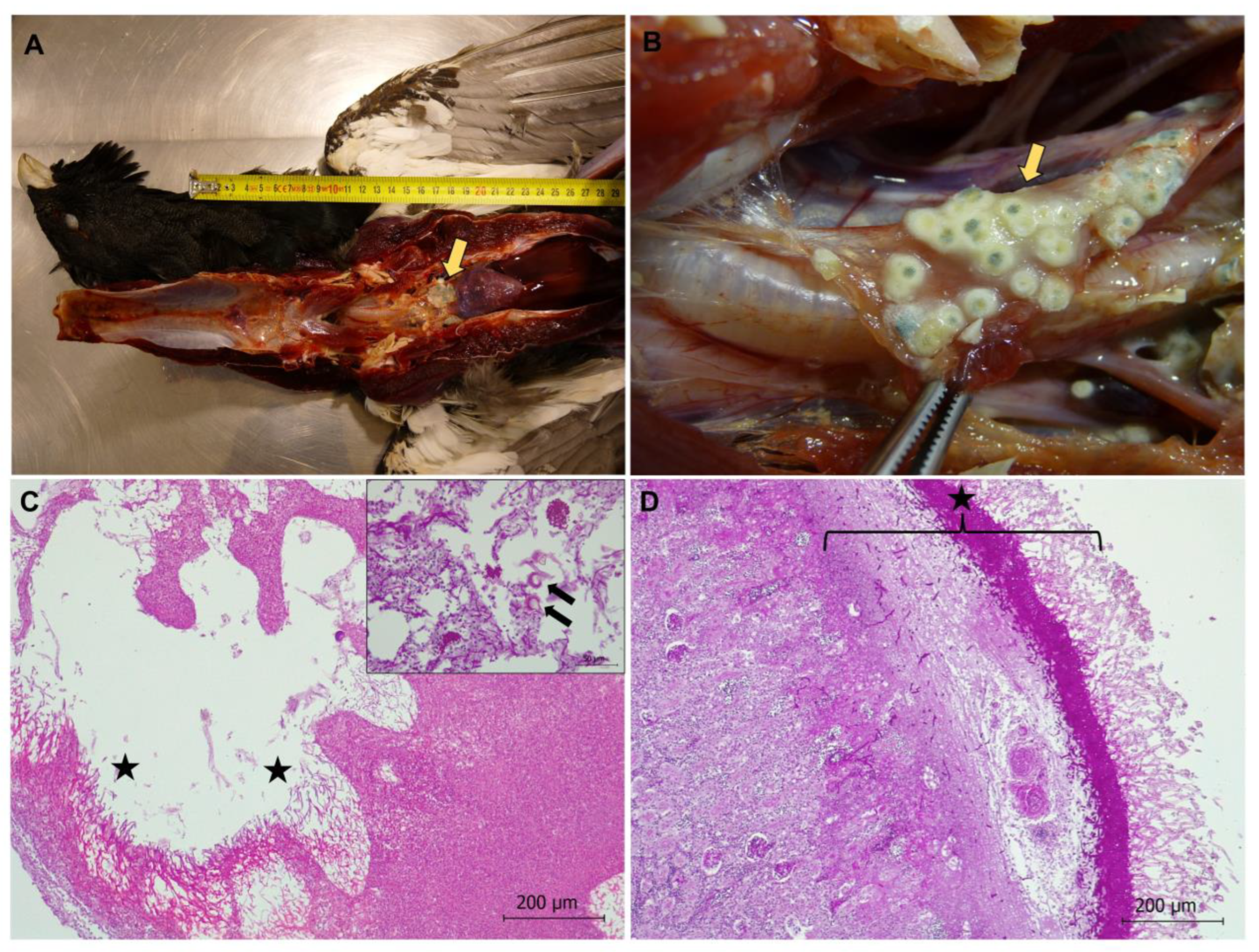 Animals 13 01255 g003