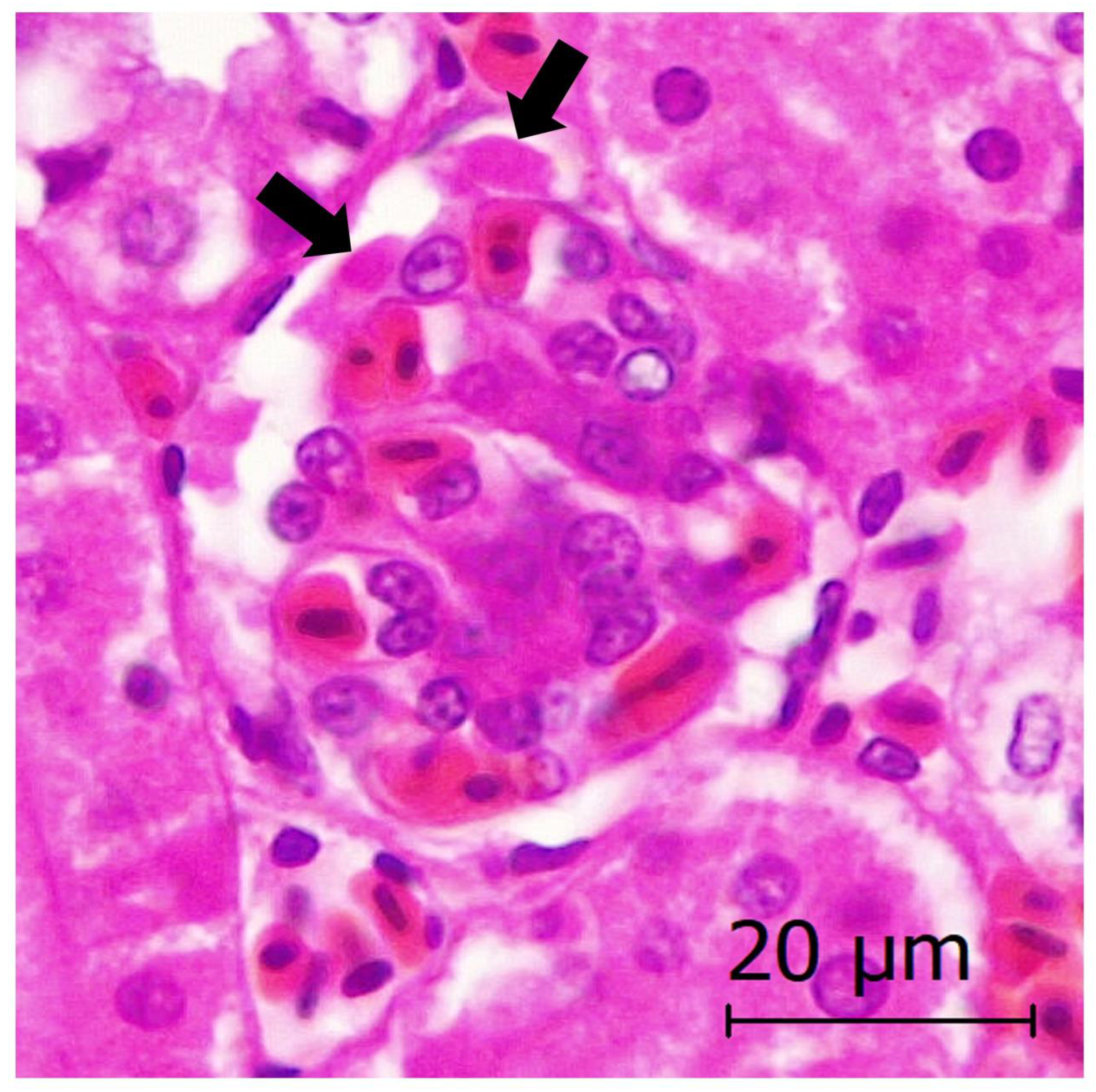 Animals 13 01255 g004