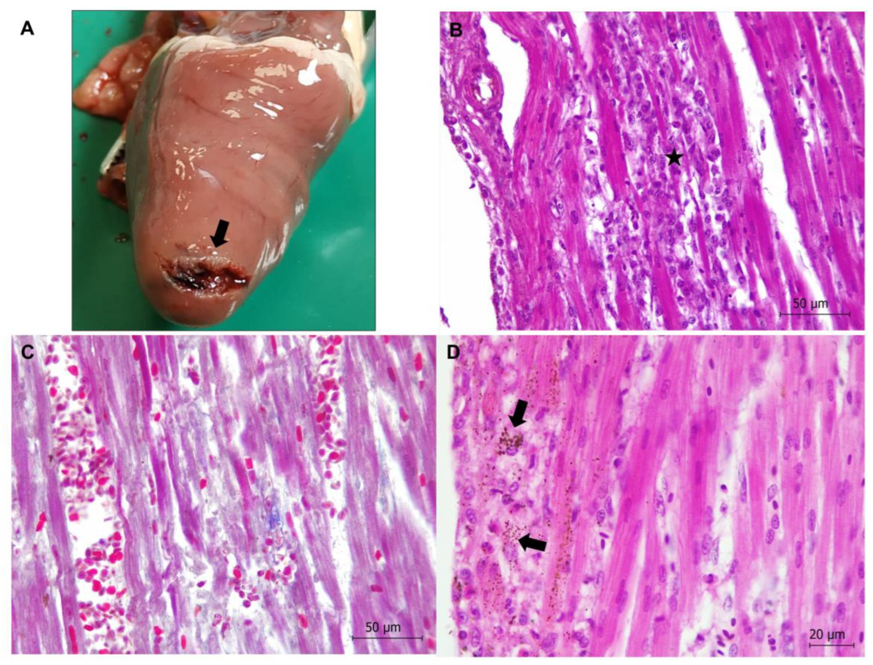 Animals 13 01255 g005