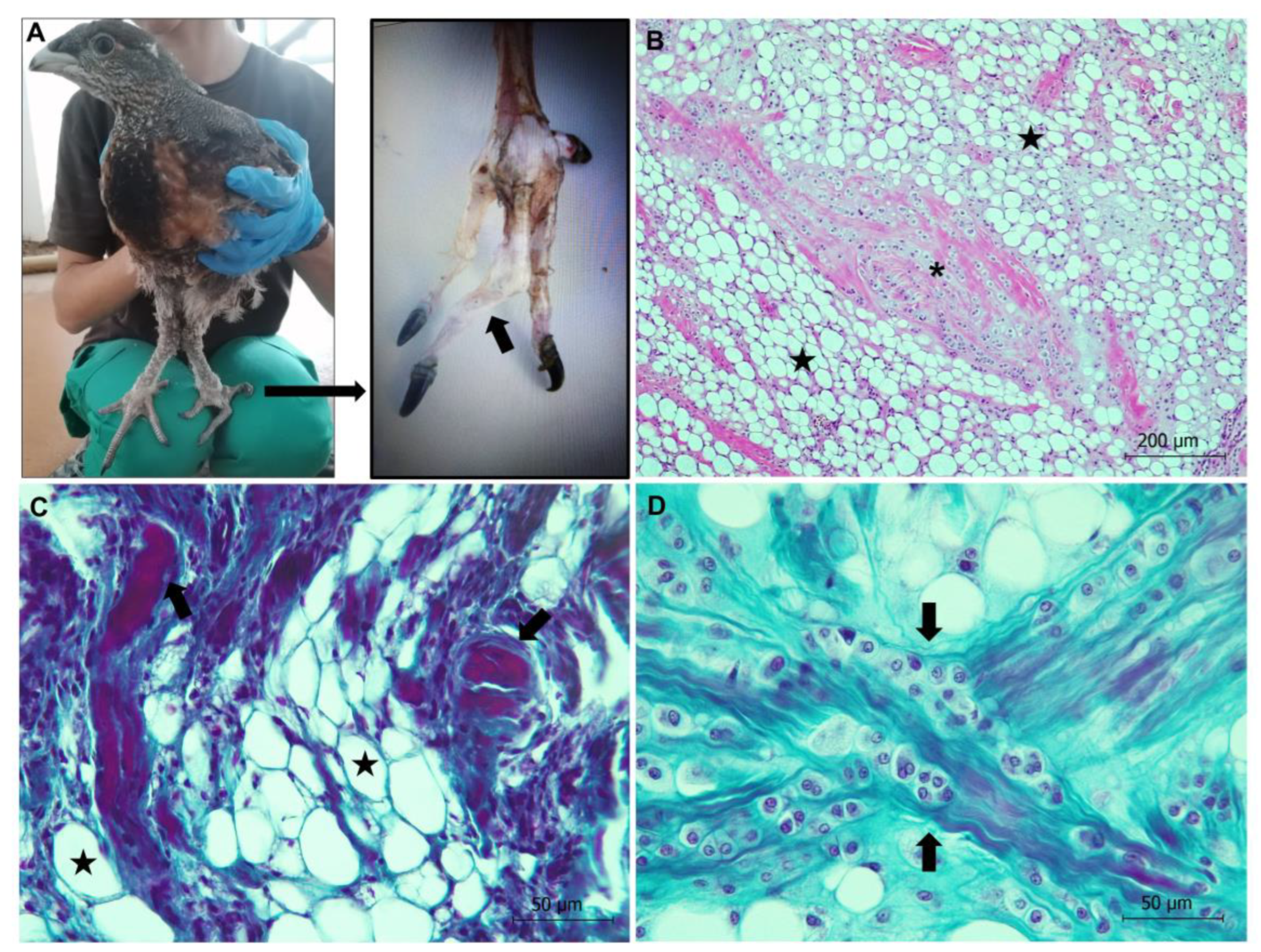 Animals 13 01255 g006