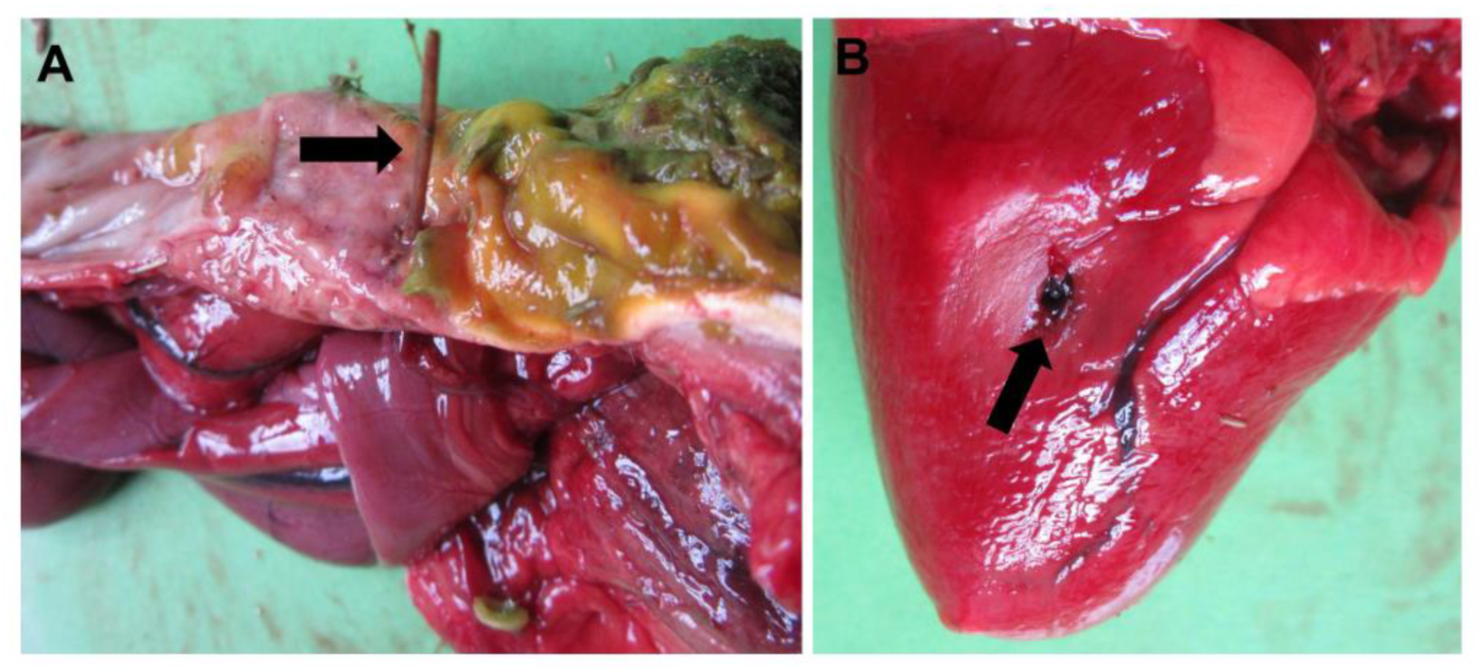 Animals 13 01255 g007