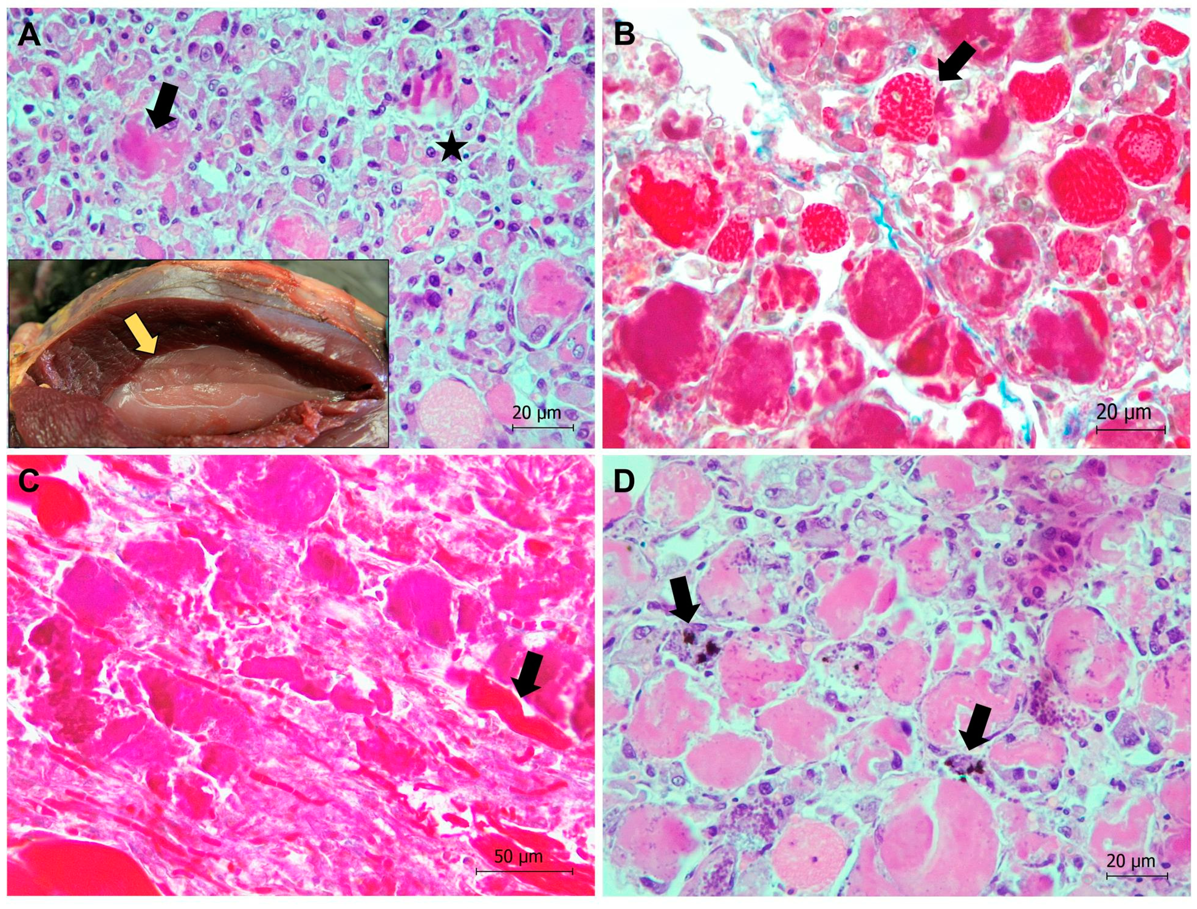 Animals 13 01255 g008