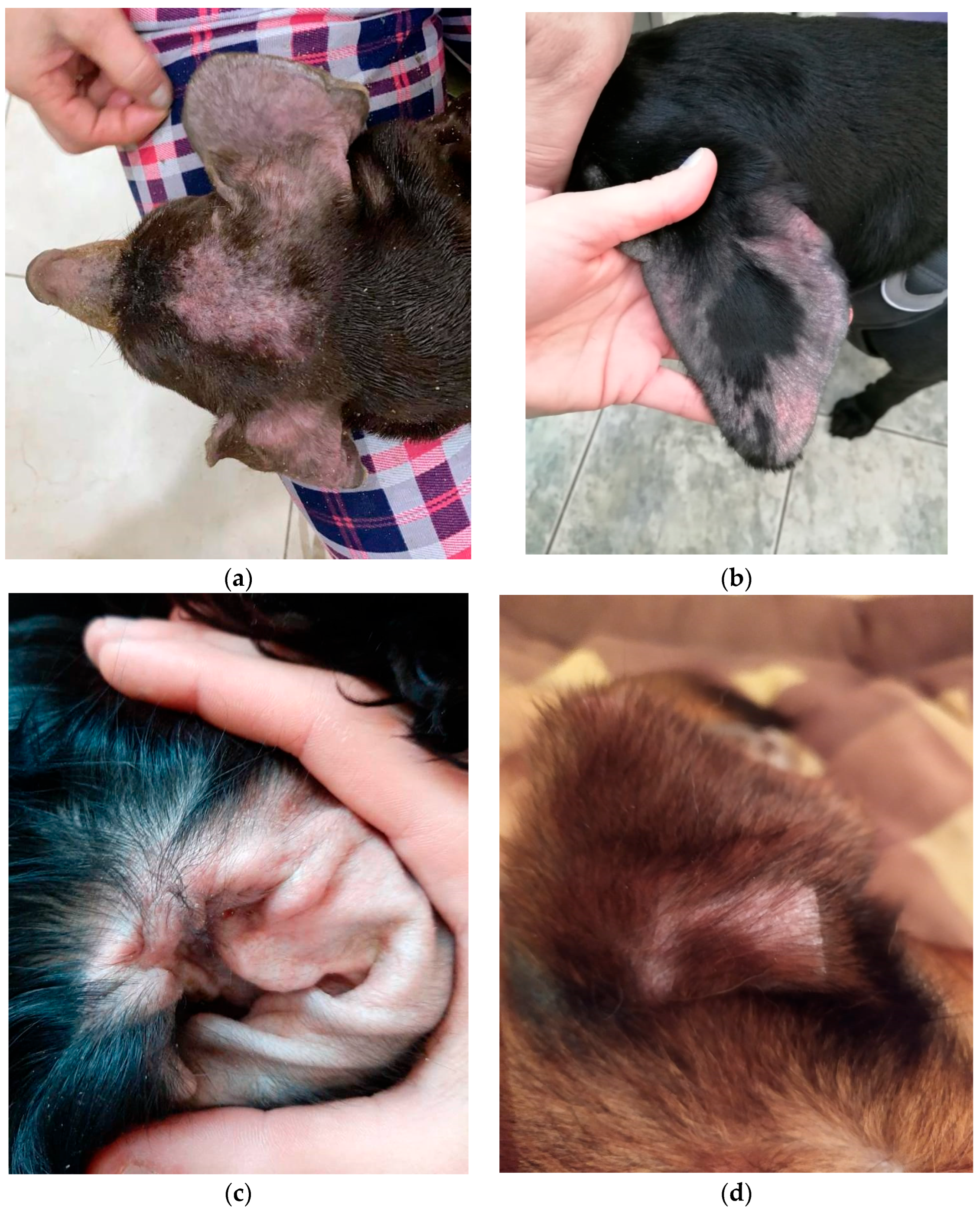 Animals 13 01259 g001a