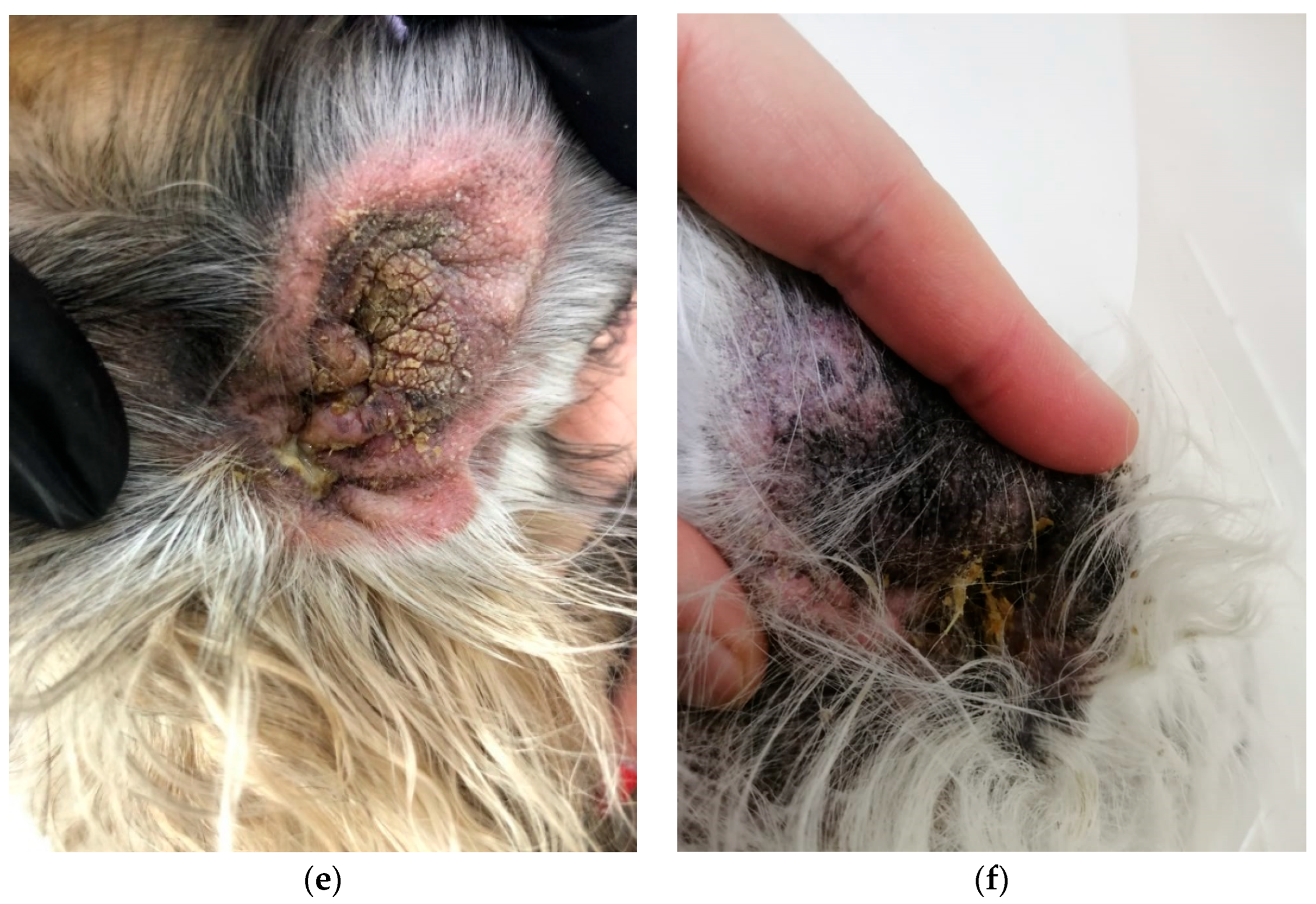 Animals 13 01259 g001b