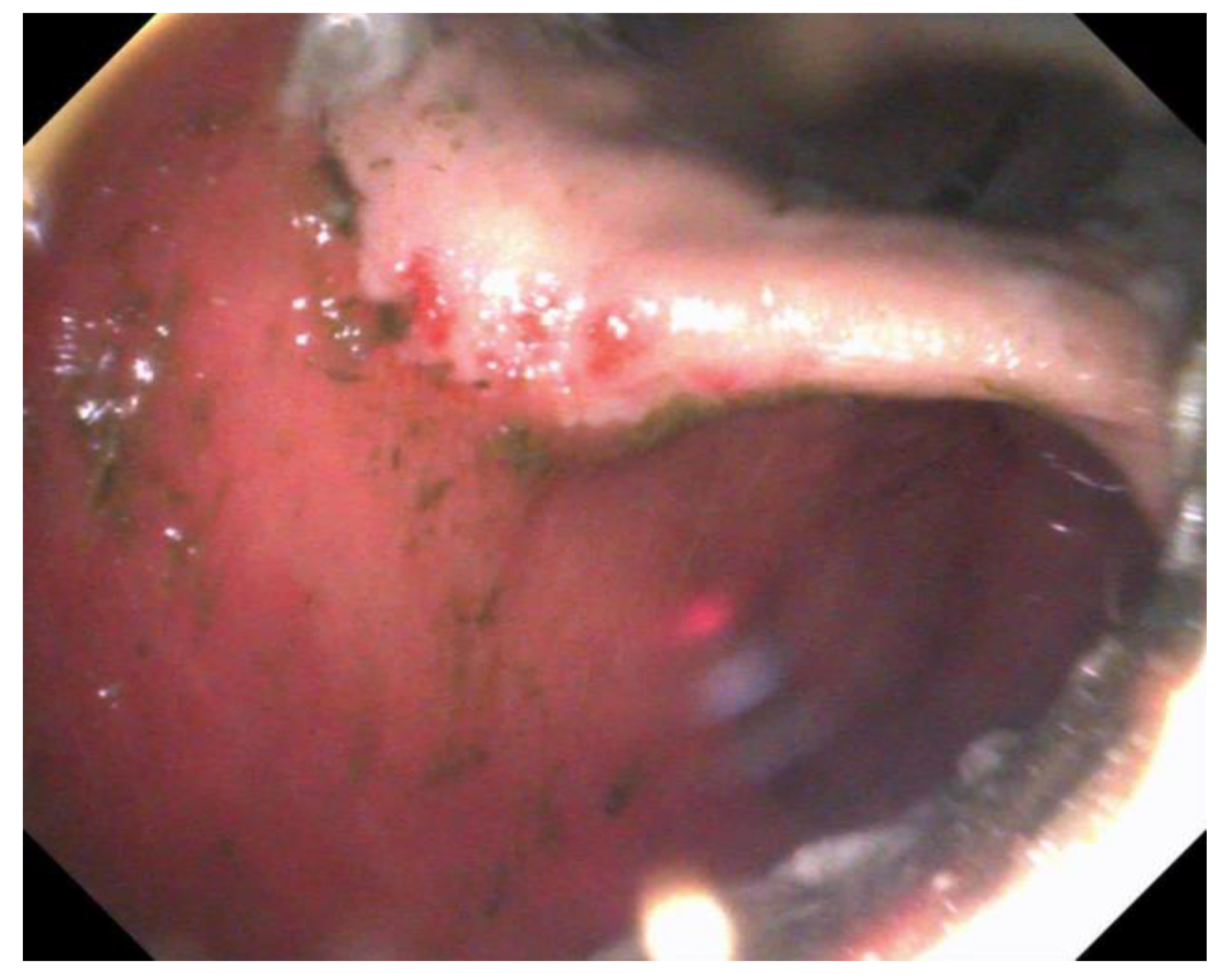 Animals 13 01261 g002 Animals 13 01261 g002