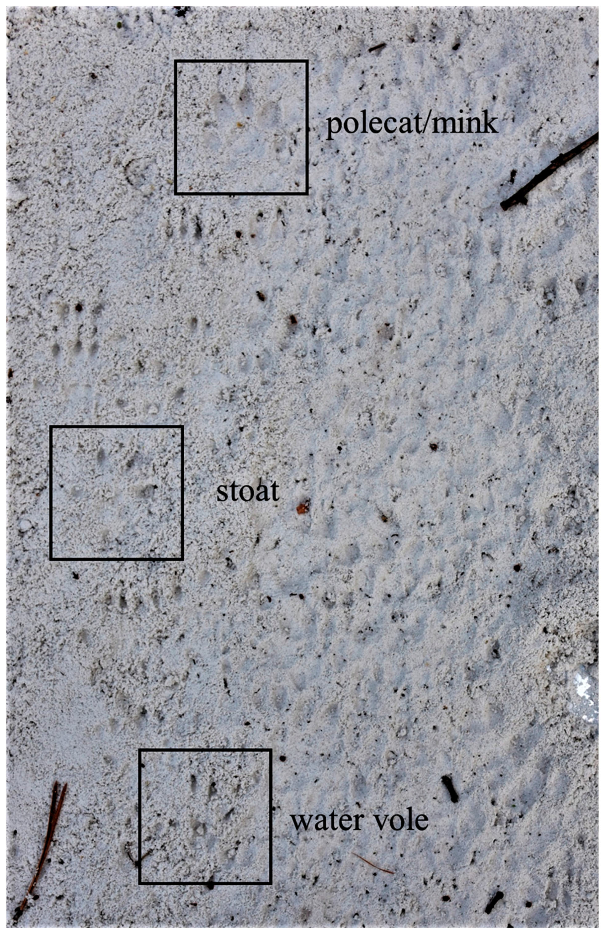 Animals 13 01302 g003