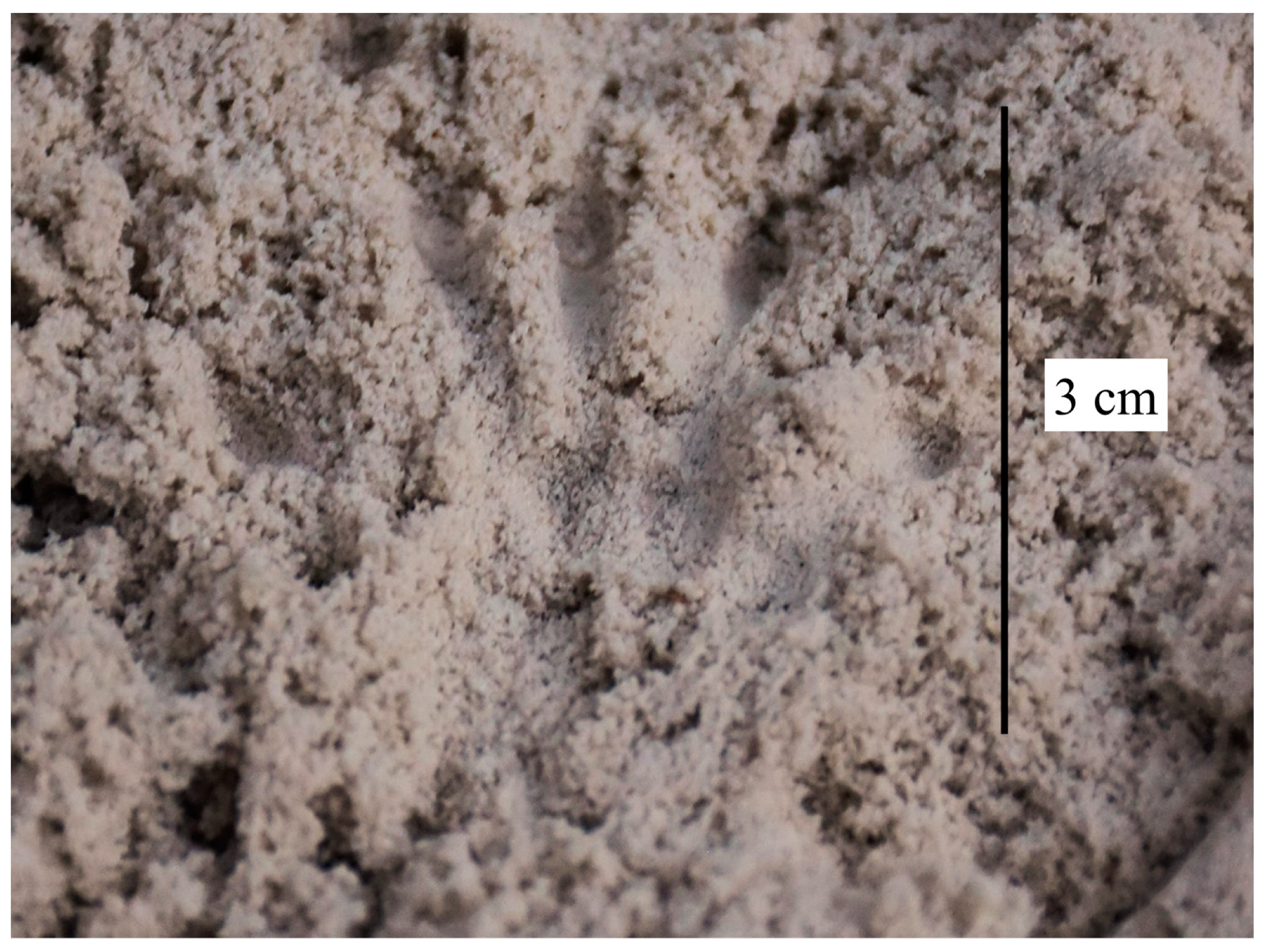 Animals 13 01302 g005