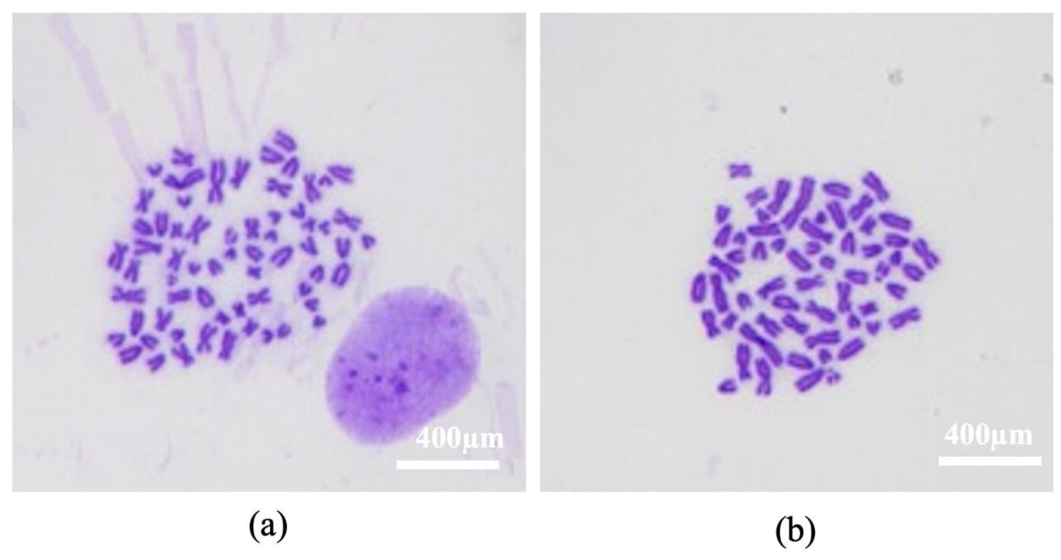 Animals 13 01312 g006