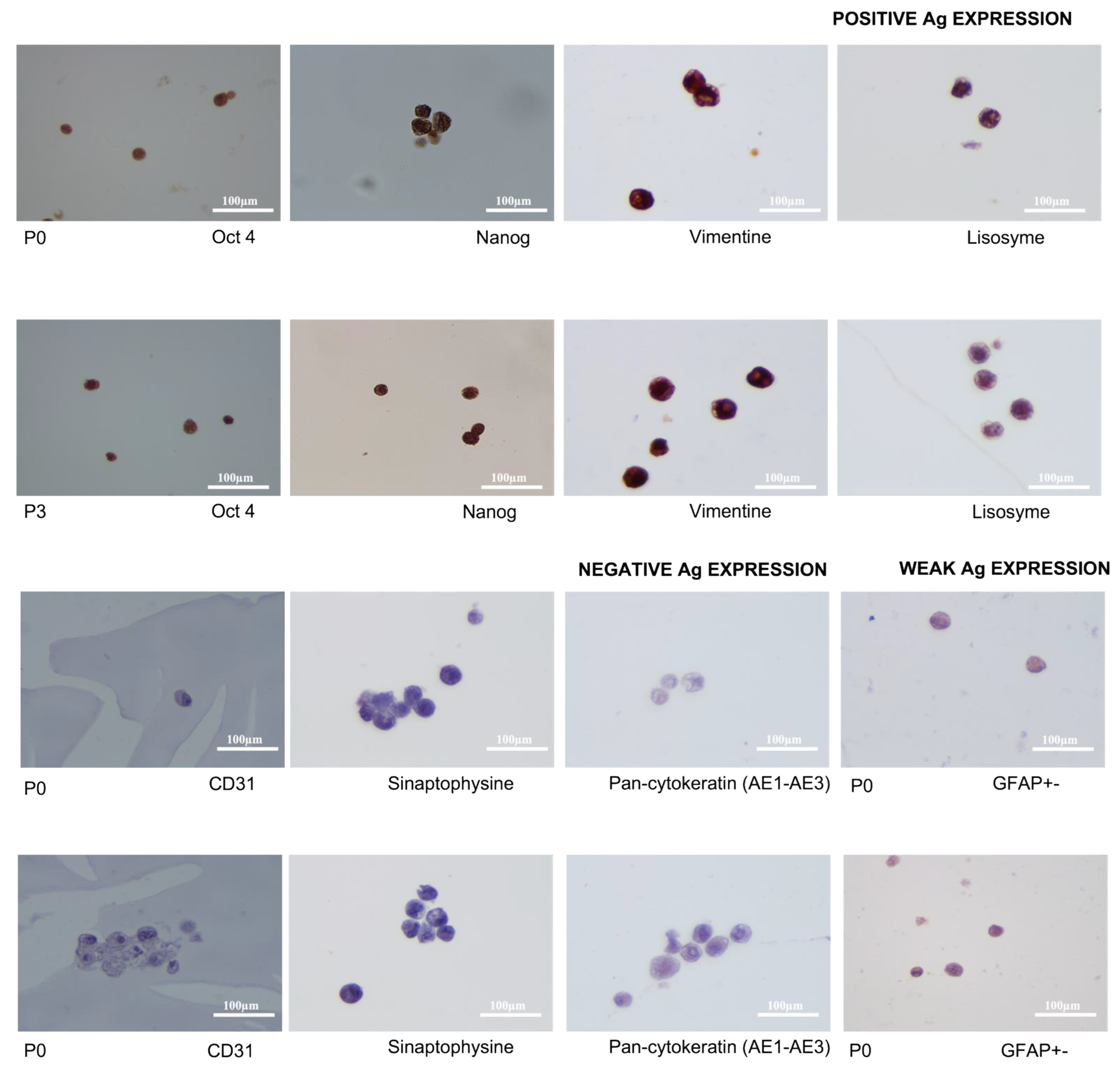 Animals 13 01312 g008