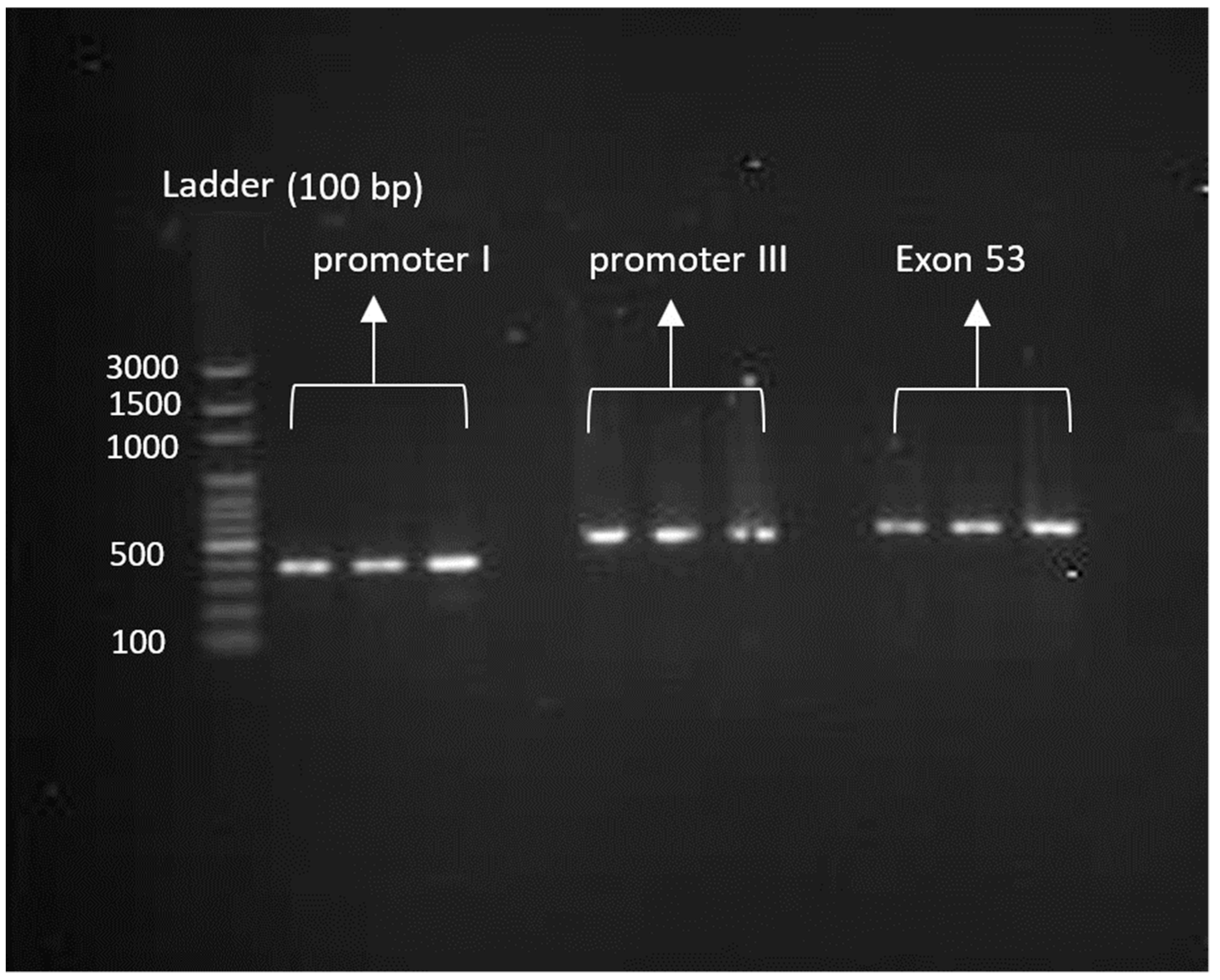 Animals 13 01317 g001