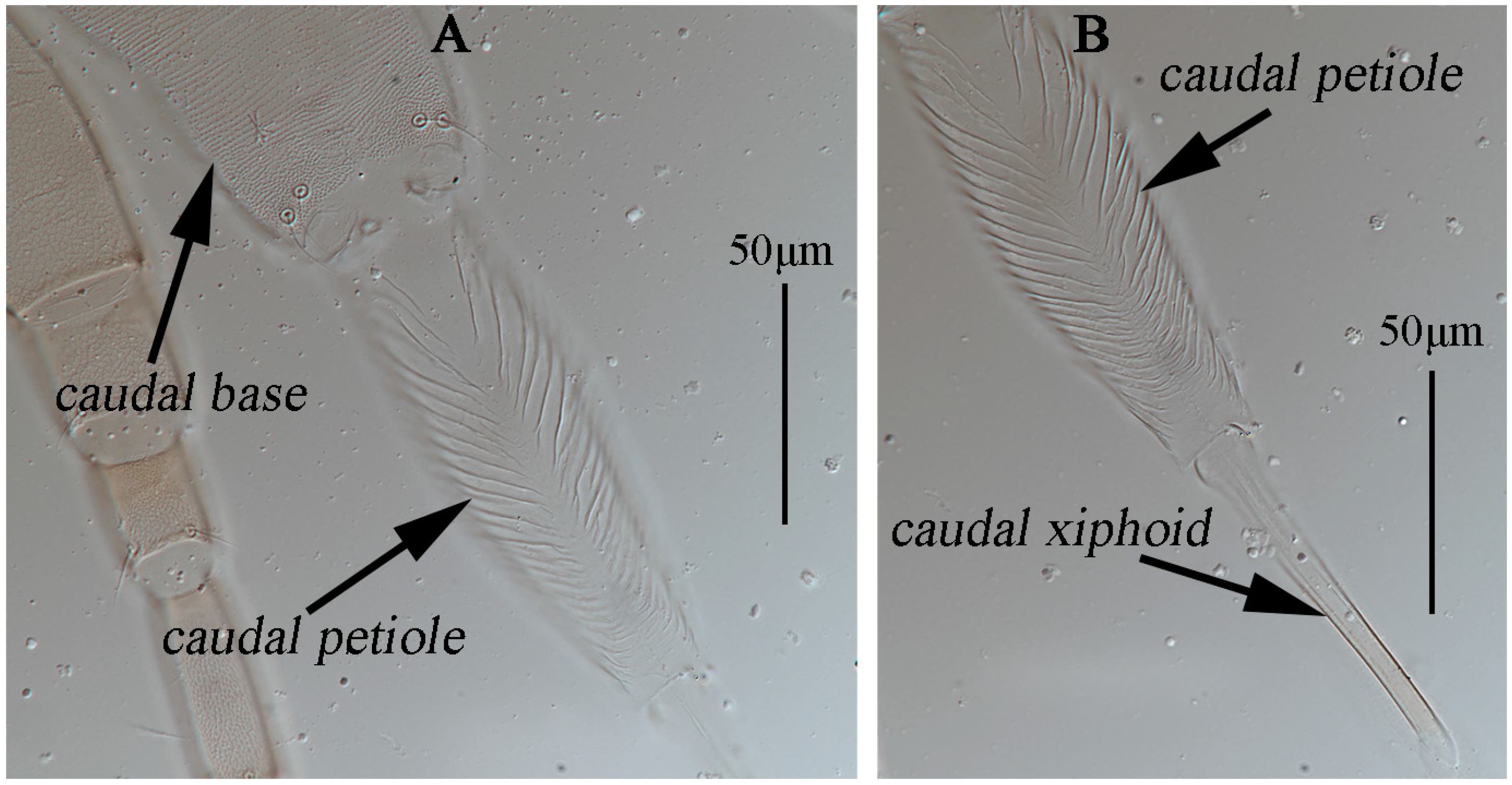 Animals 13 01363 g005