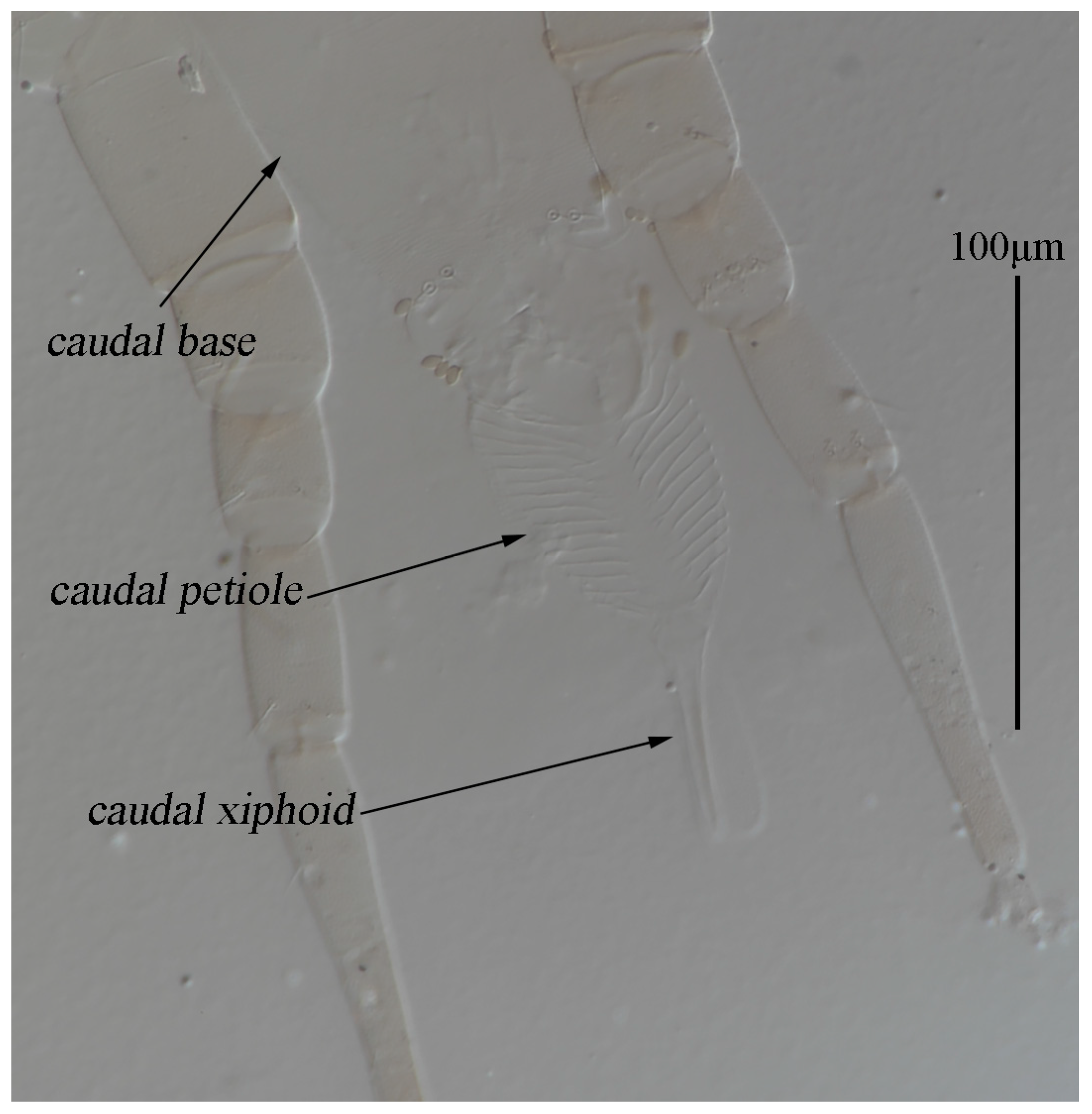 Animals 13 01363 g011