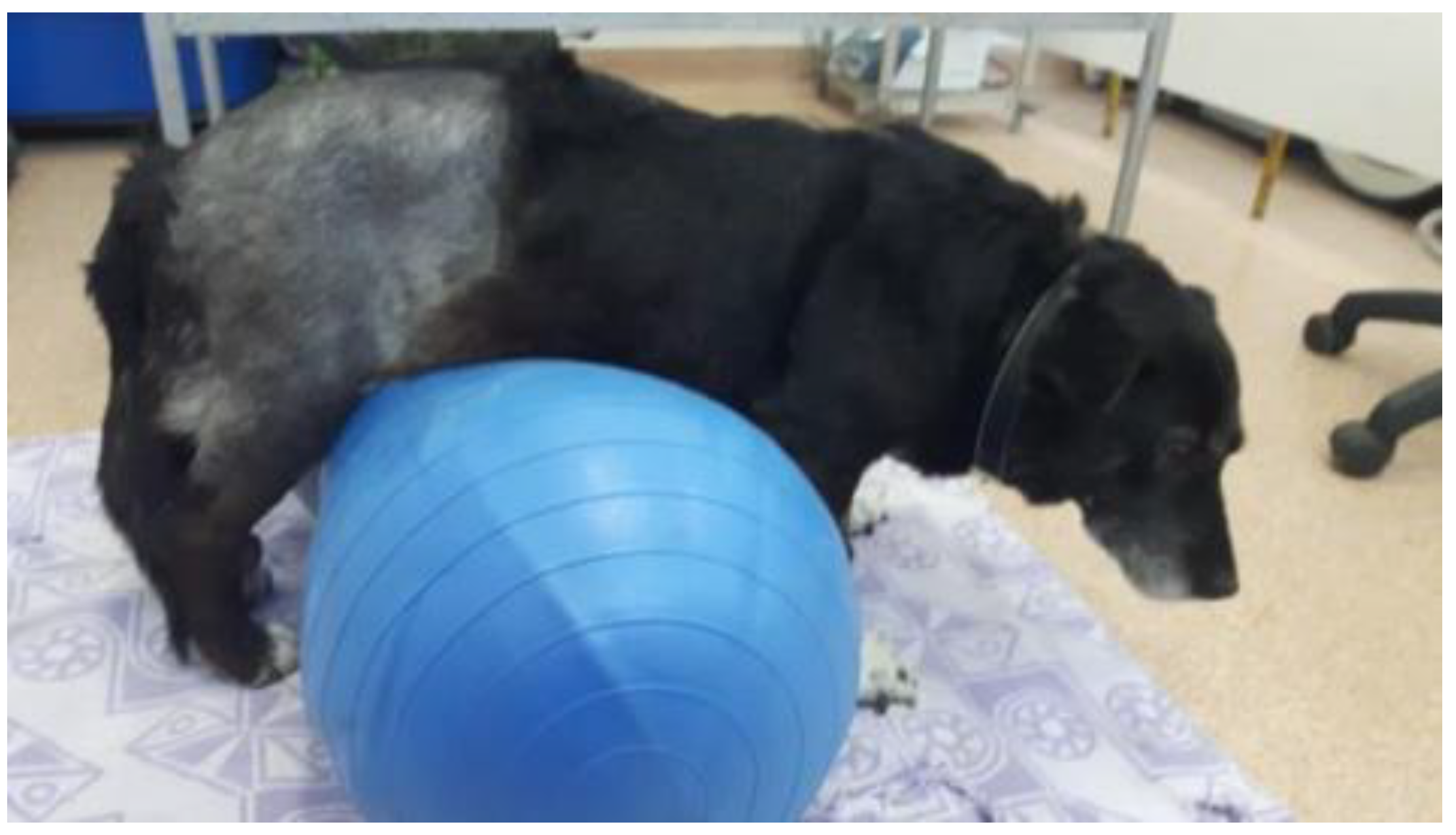 Animals 13 01398 g002