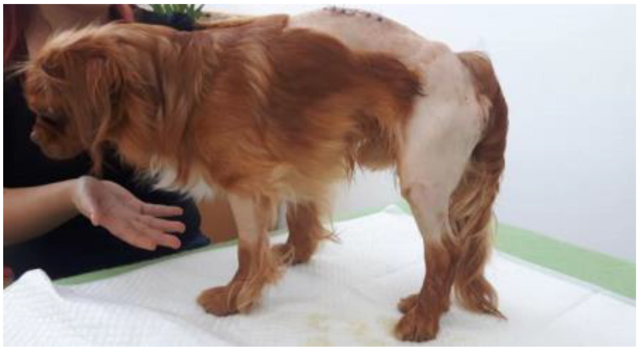 Animals 13 01398 g003