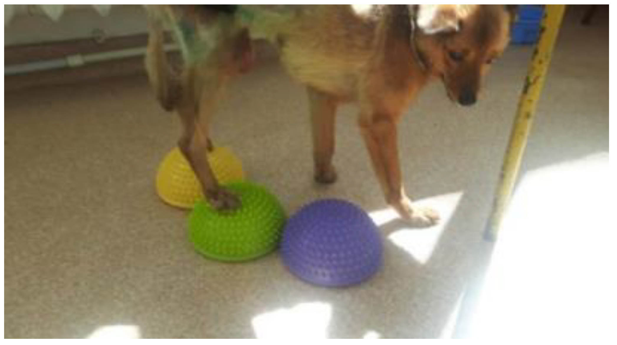 Animals 13 01398 g004