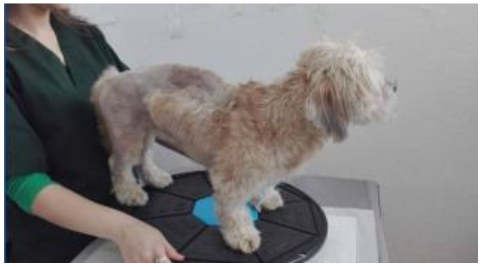 Animals 13 01398 g006