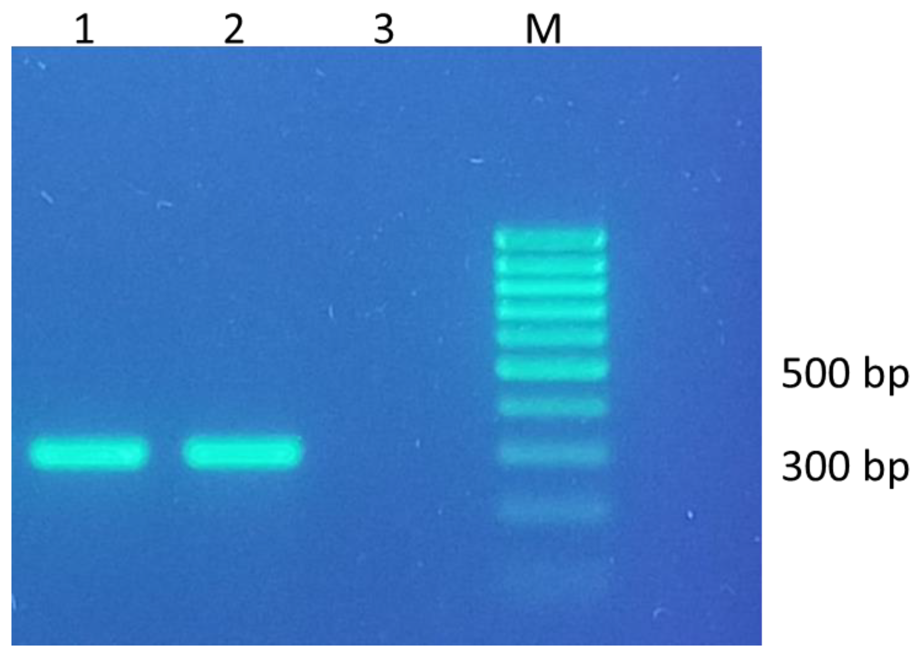 Animals 13 01409 g001