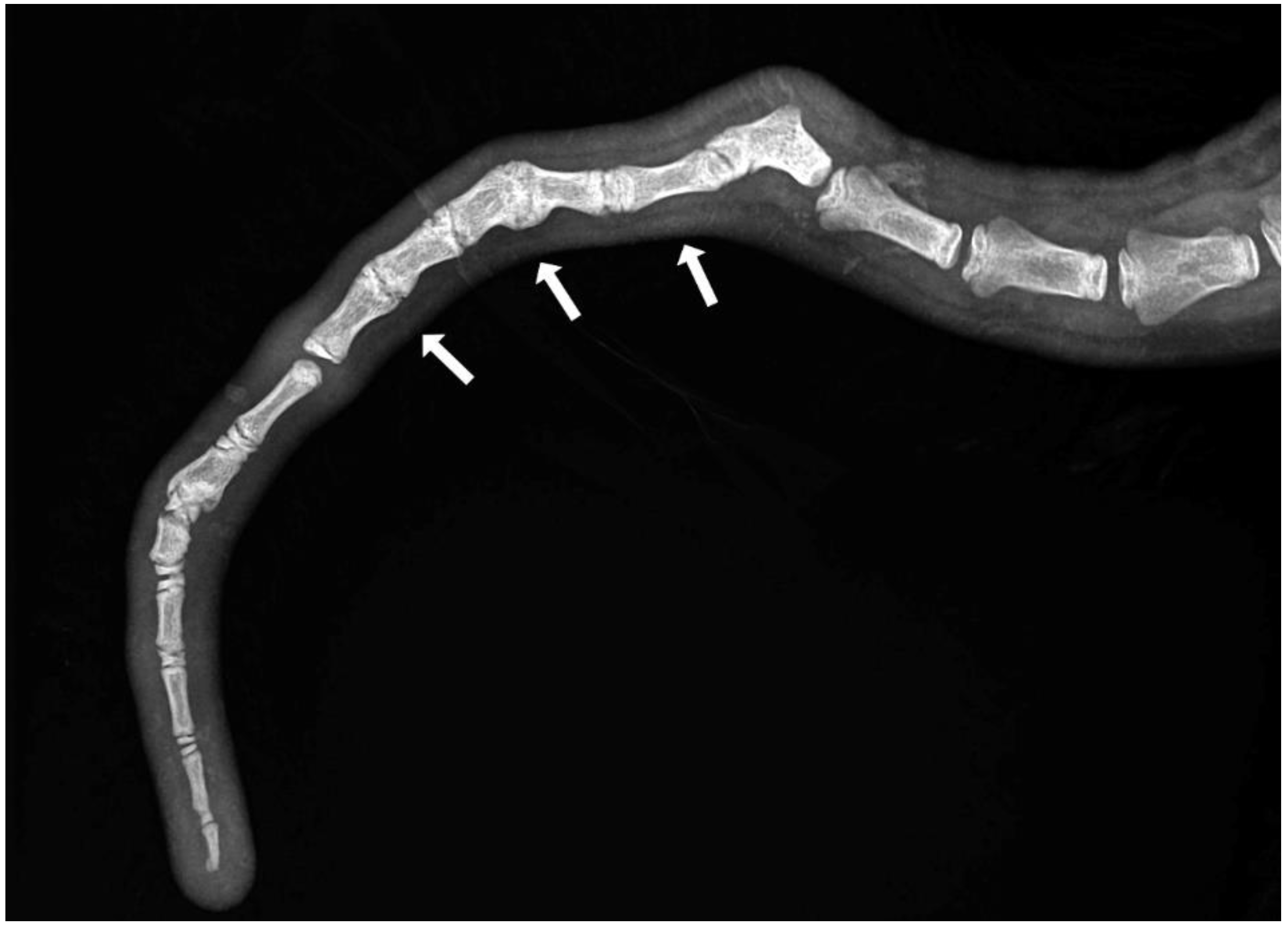 Animals 13 01419 g002