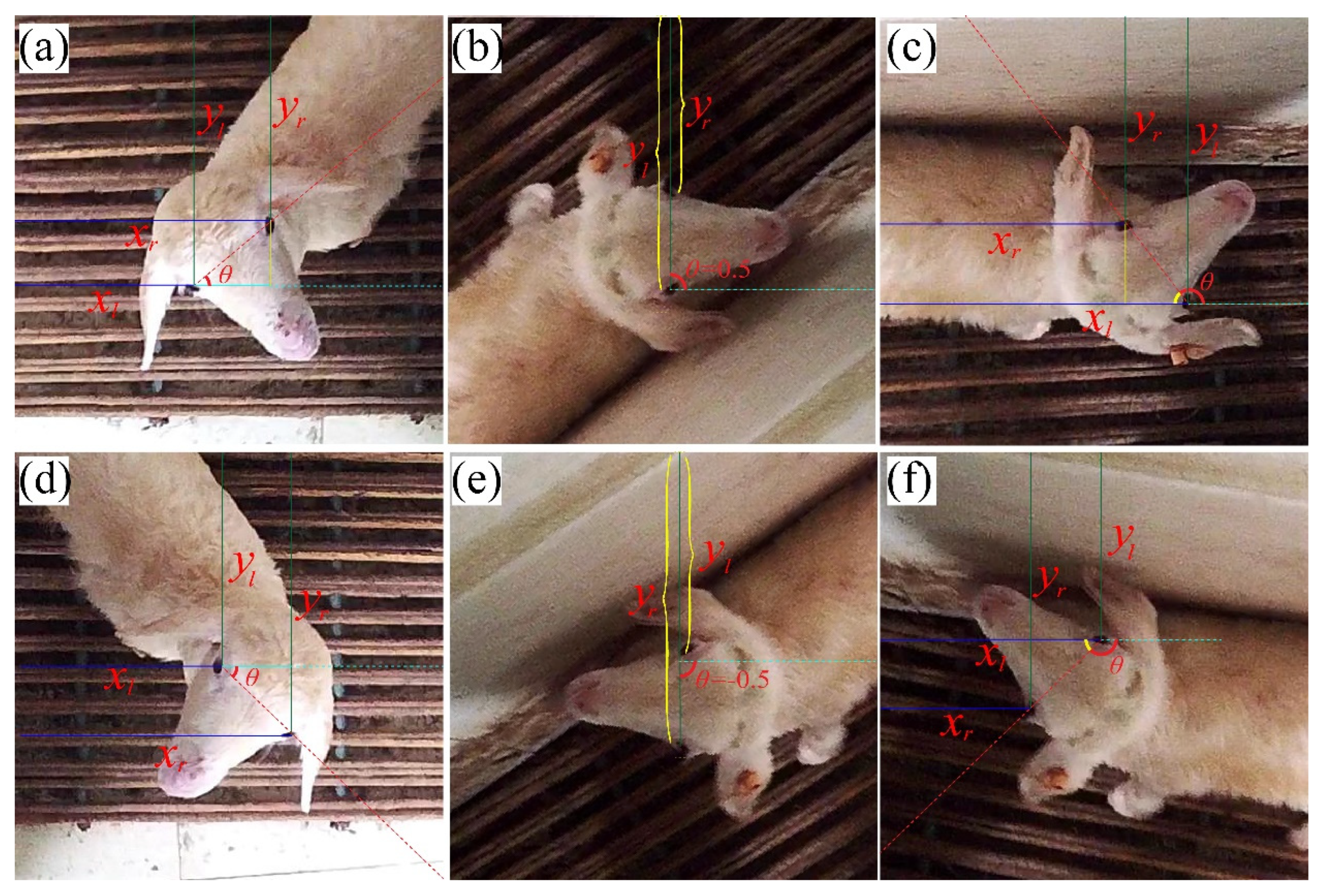 Animals 13 01446 g003