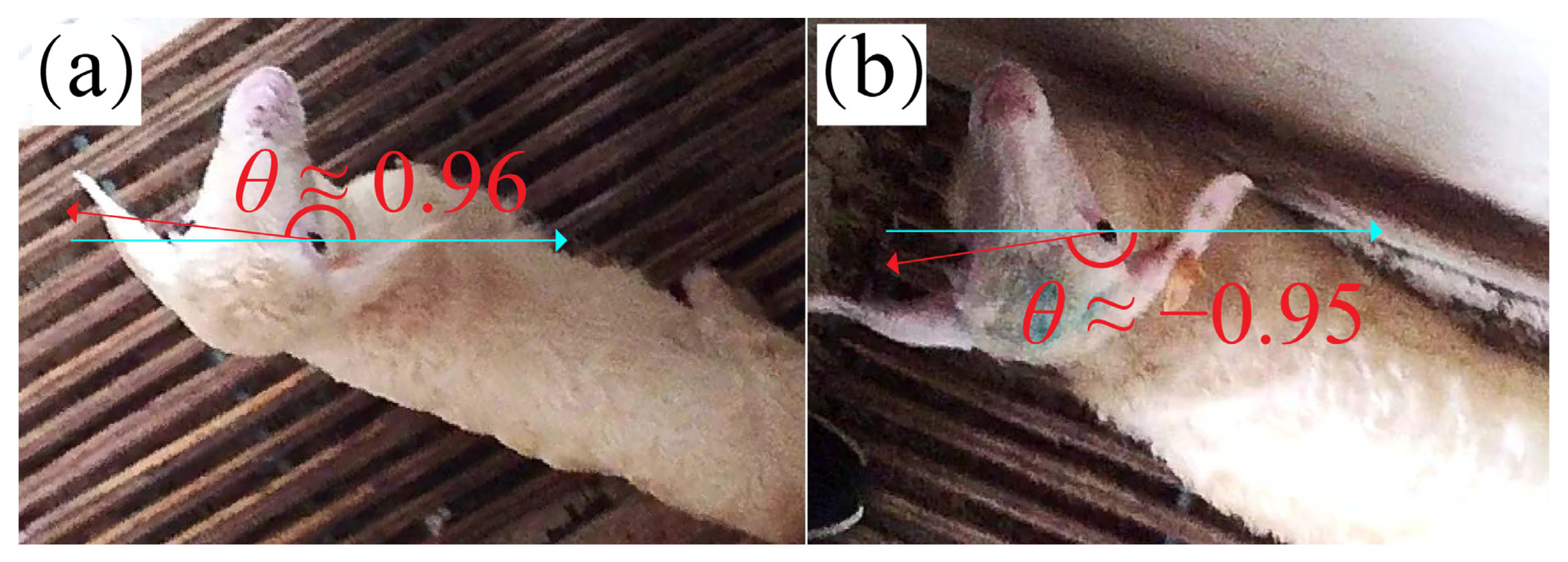 Animals 13 01446 g004