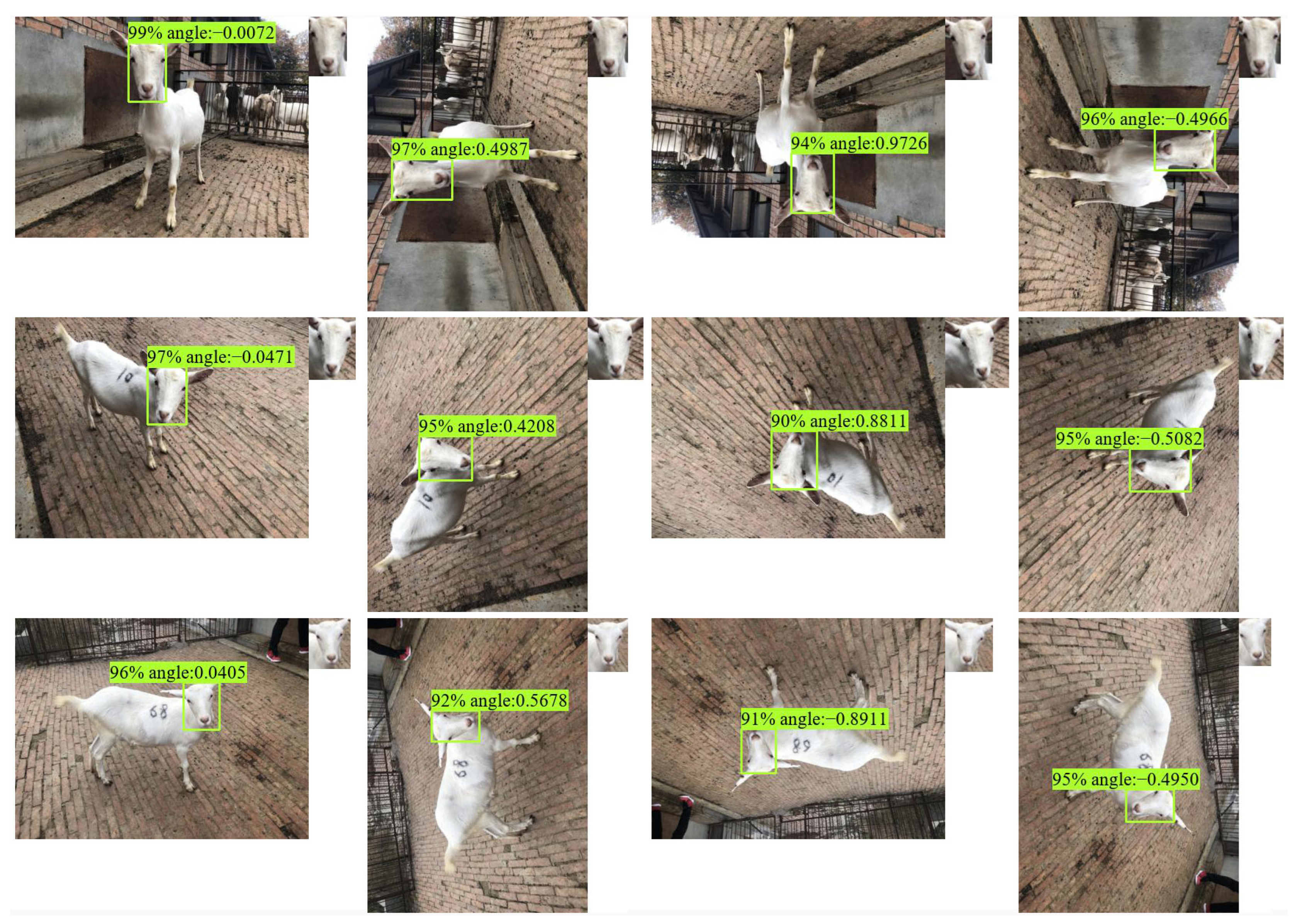 Animals 13 01446 g007