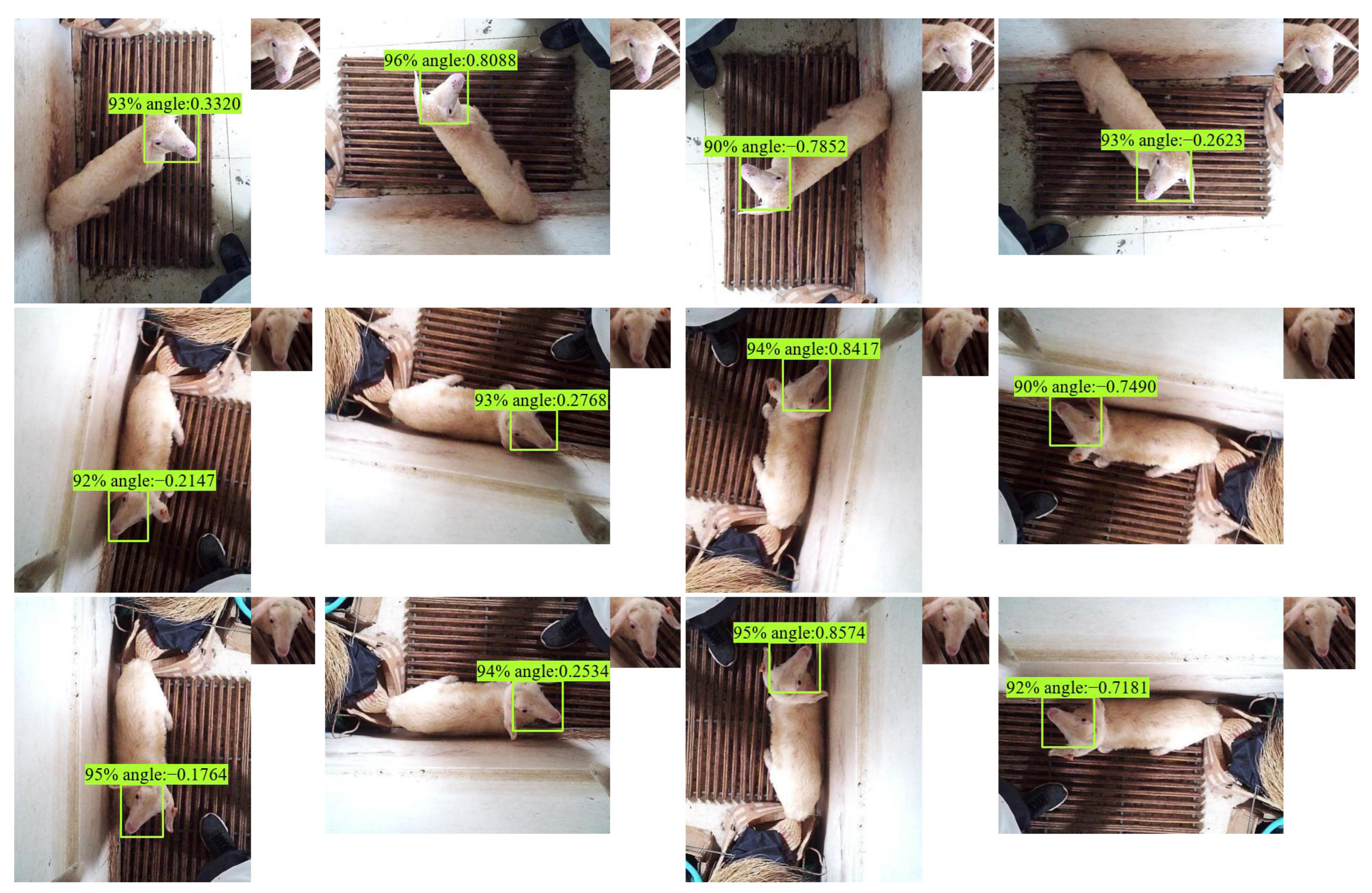 Animals 13 01446 g008