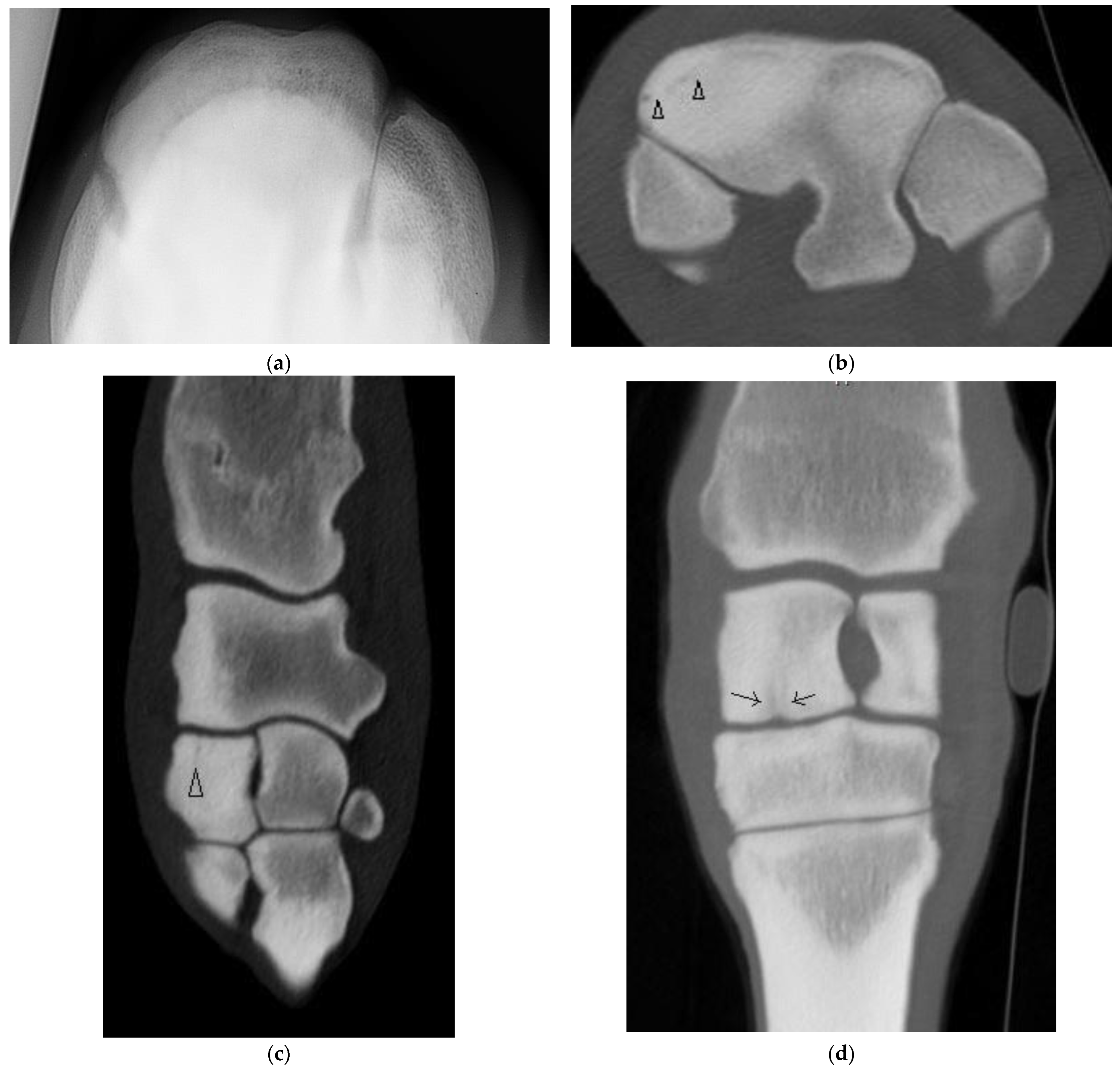 Animals 13 01459 g002