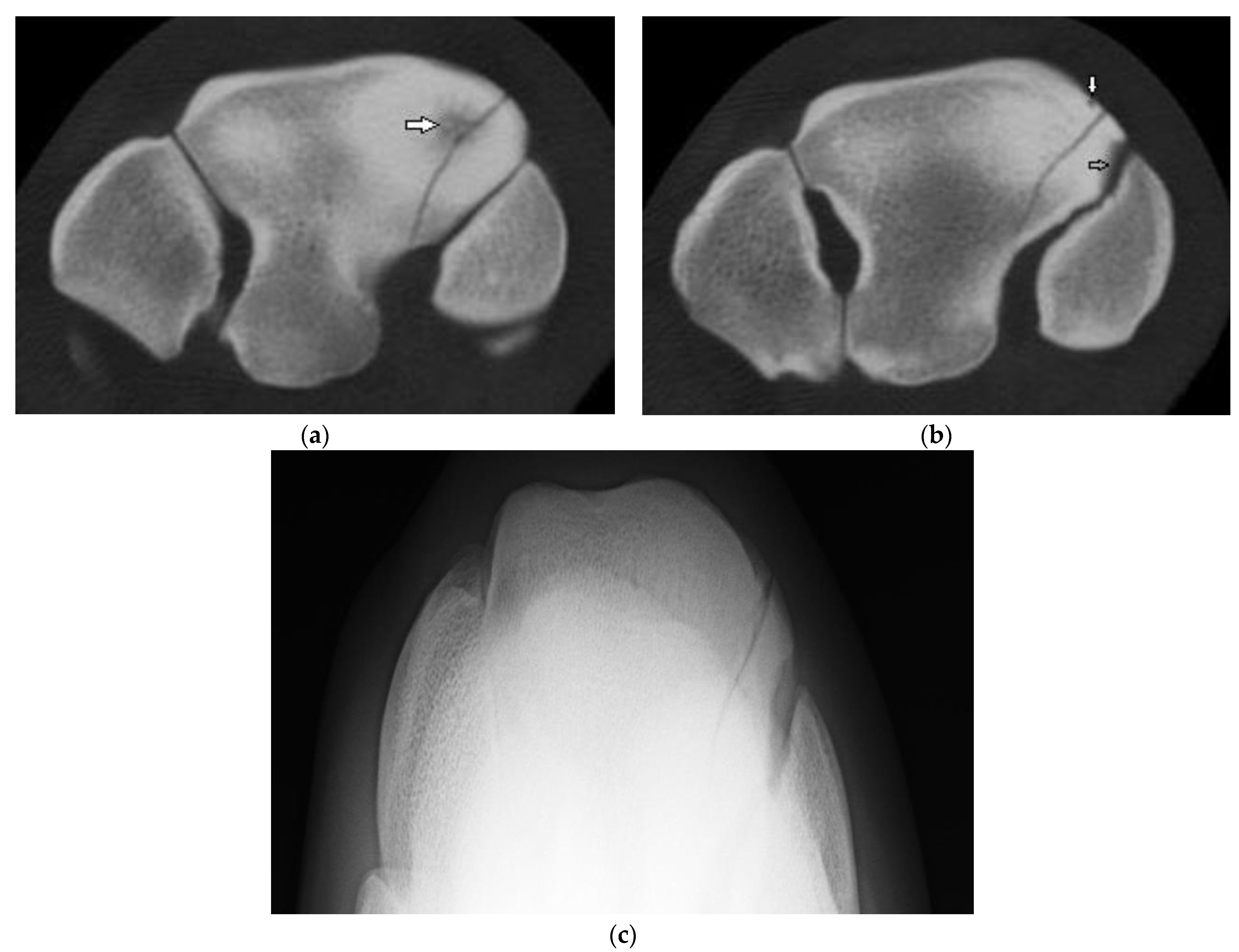 Animals 13 01459 g003