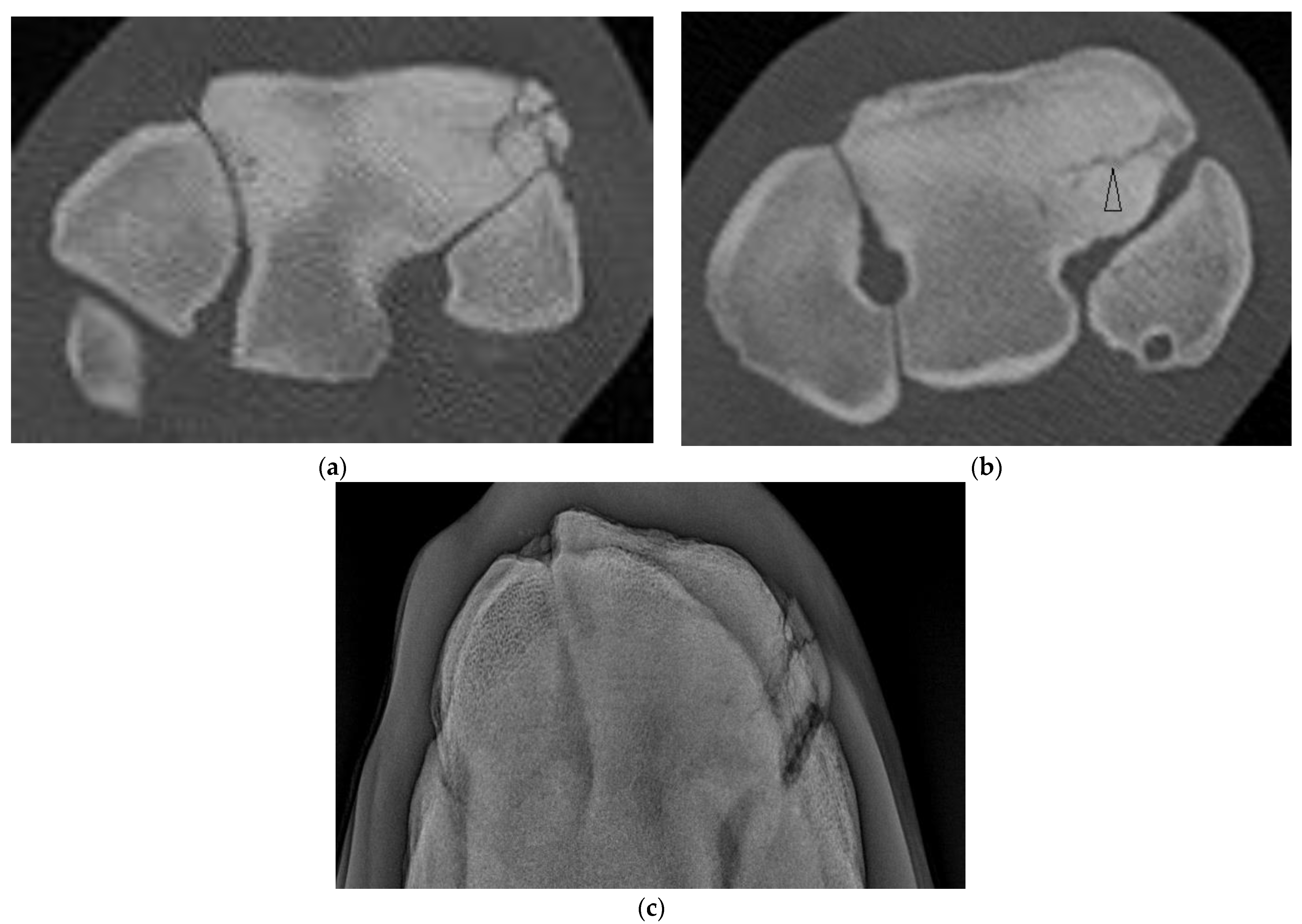 Animals 13 01459 g004