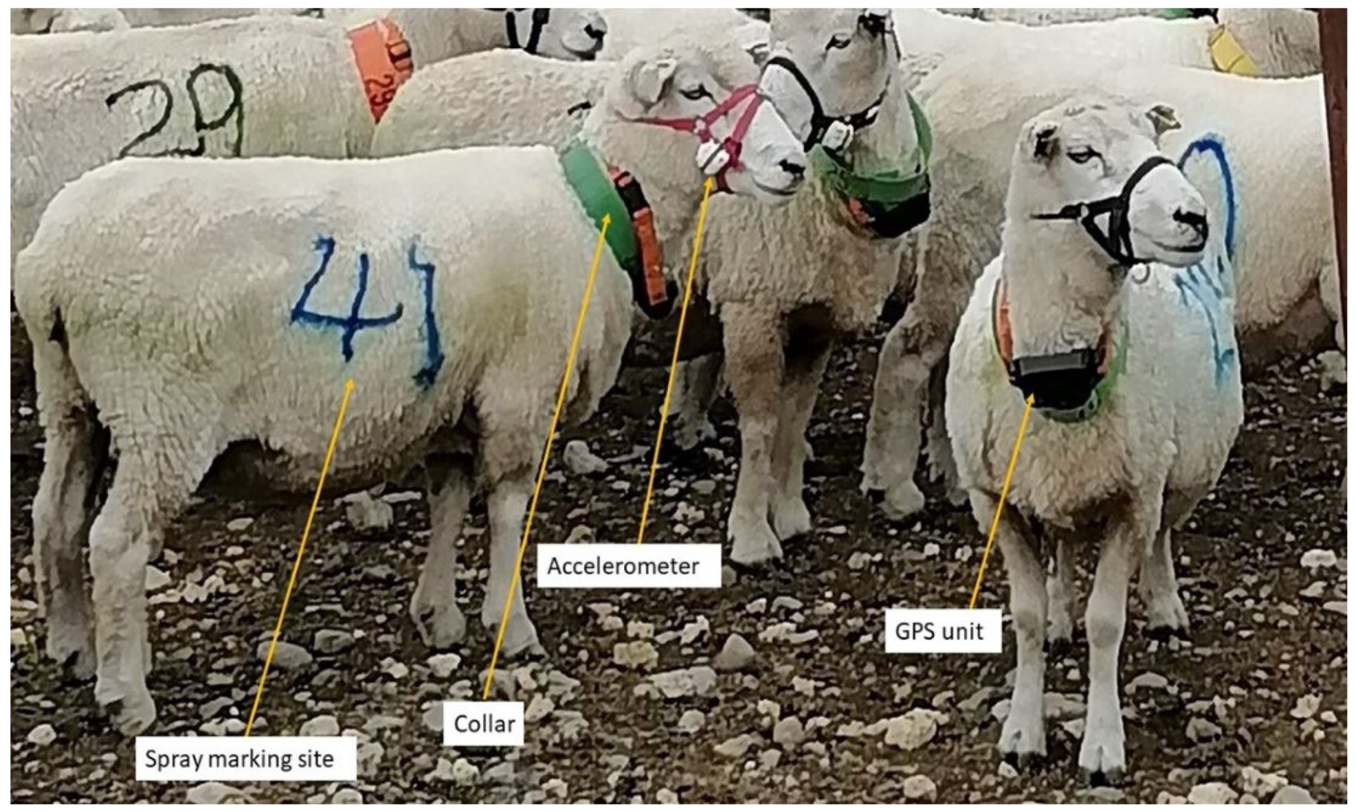 Animals 13 01461 g003