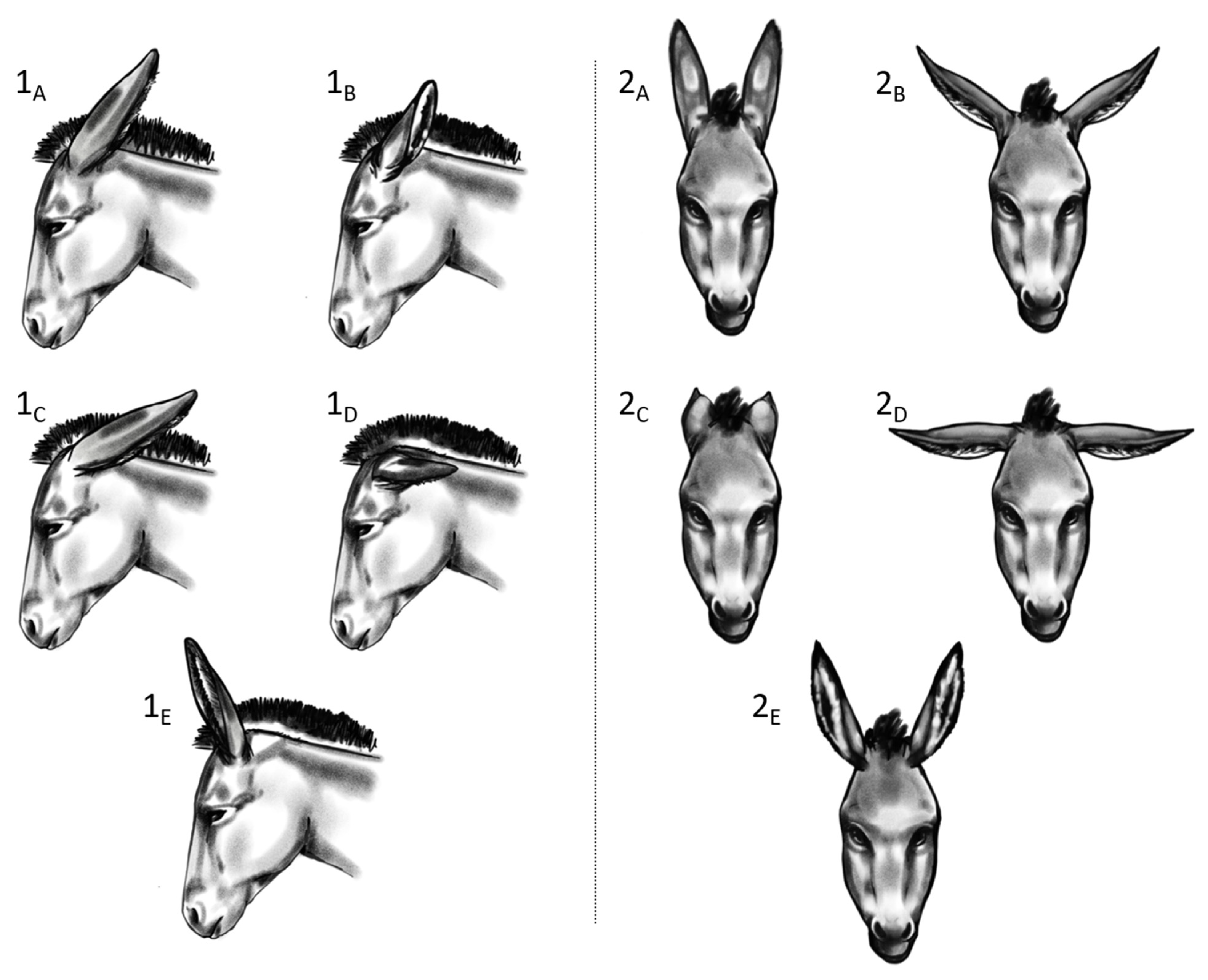 Animals 13 01466 g002