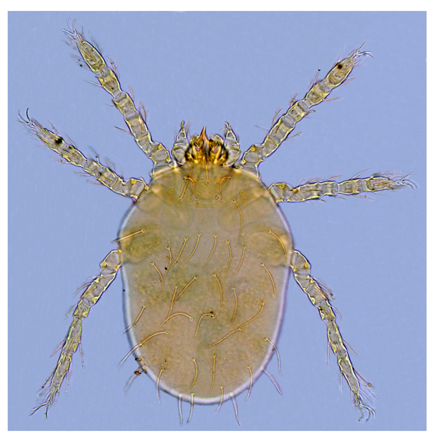 Animals 13 01480 g004 Animals 13 01480 g004