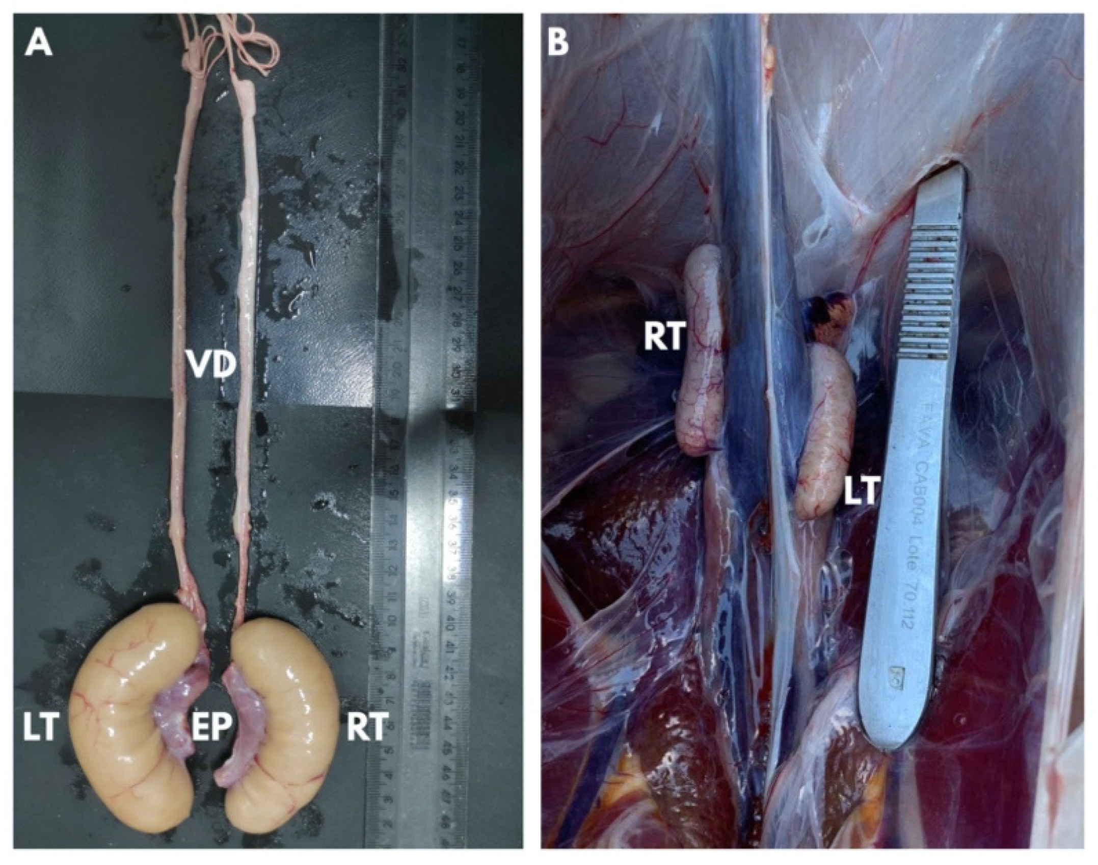 Animals 13 01483 g001