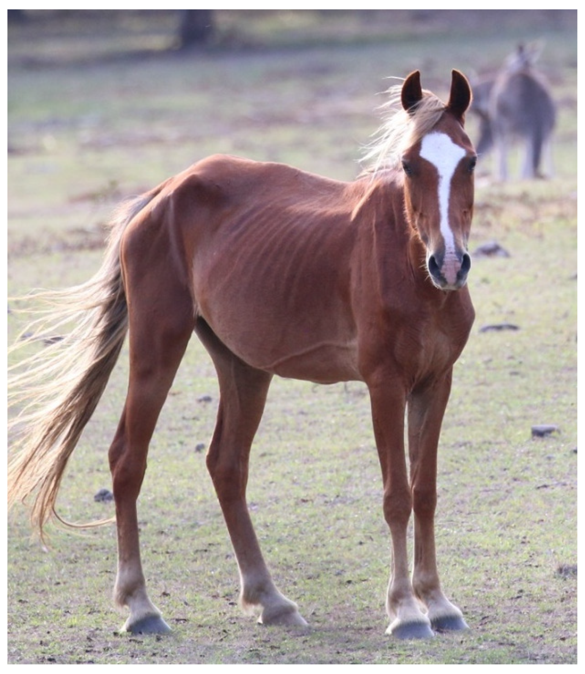 Animals 13 01507 g002