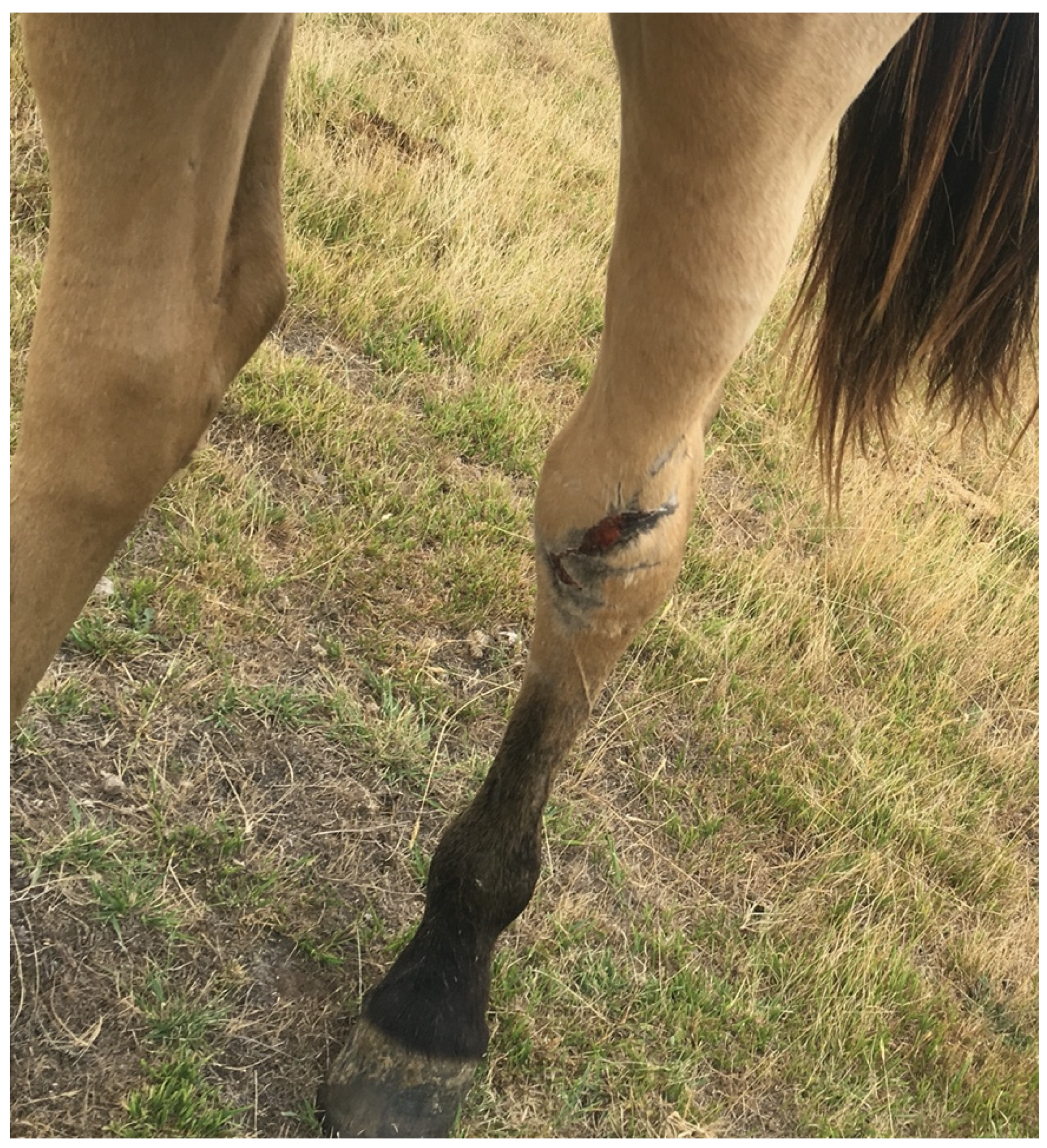 Animals 13 01507 g004