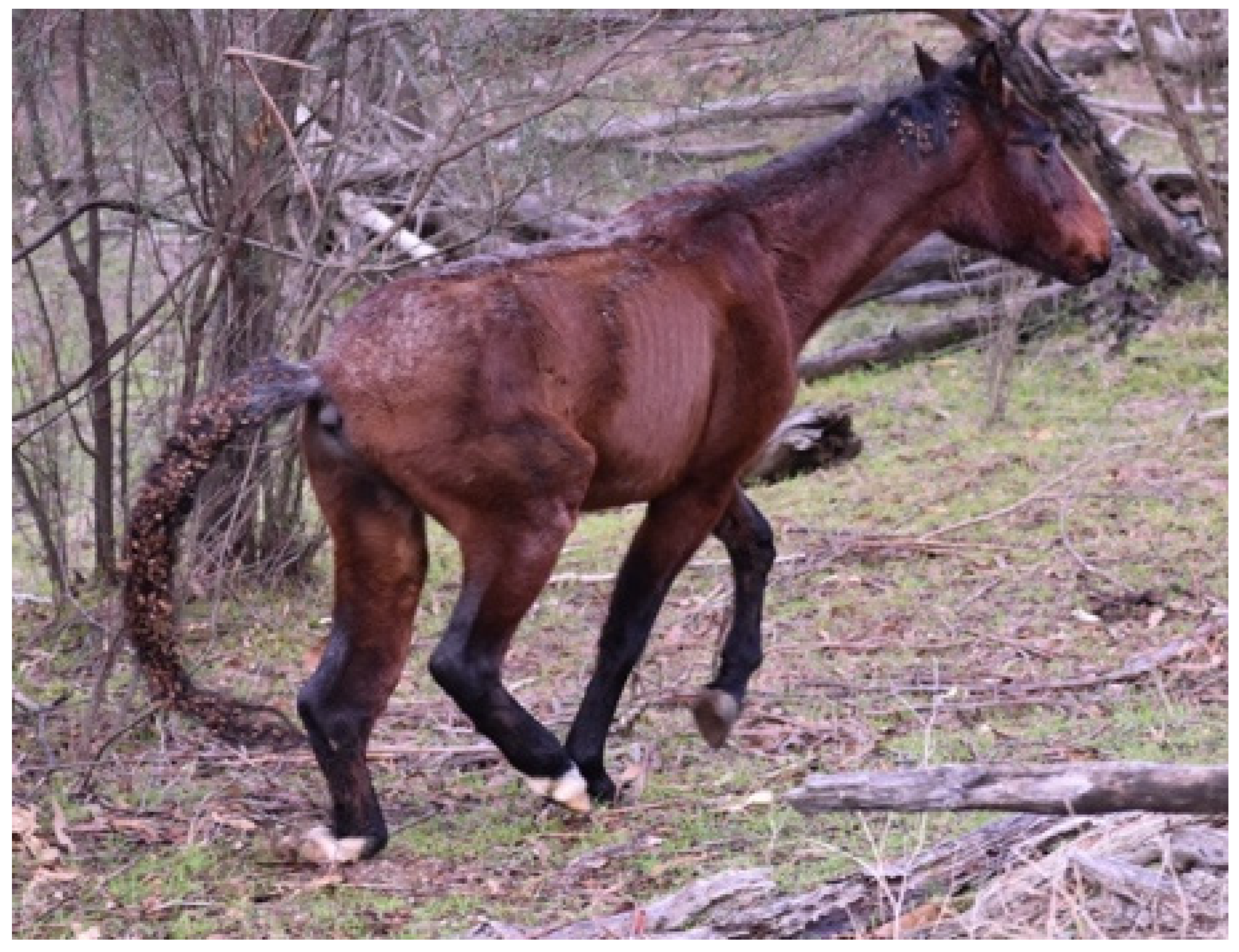 Animals 13 01507 g007